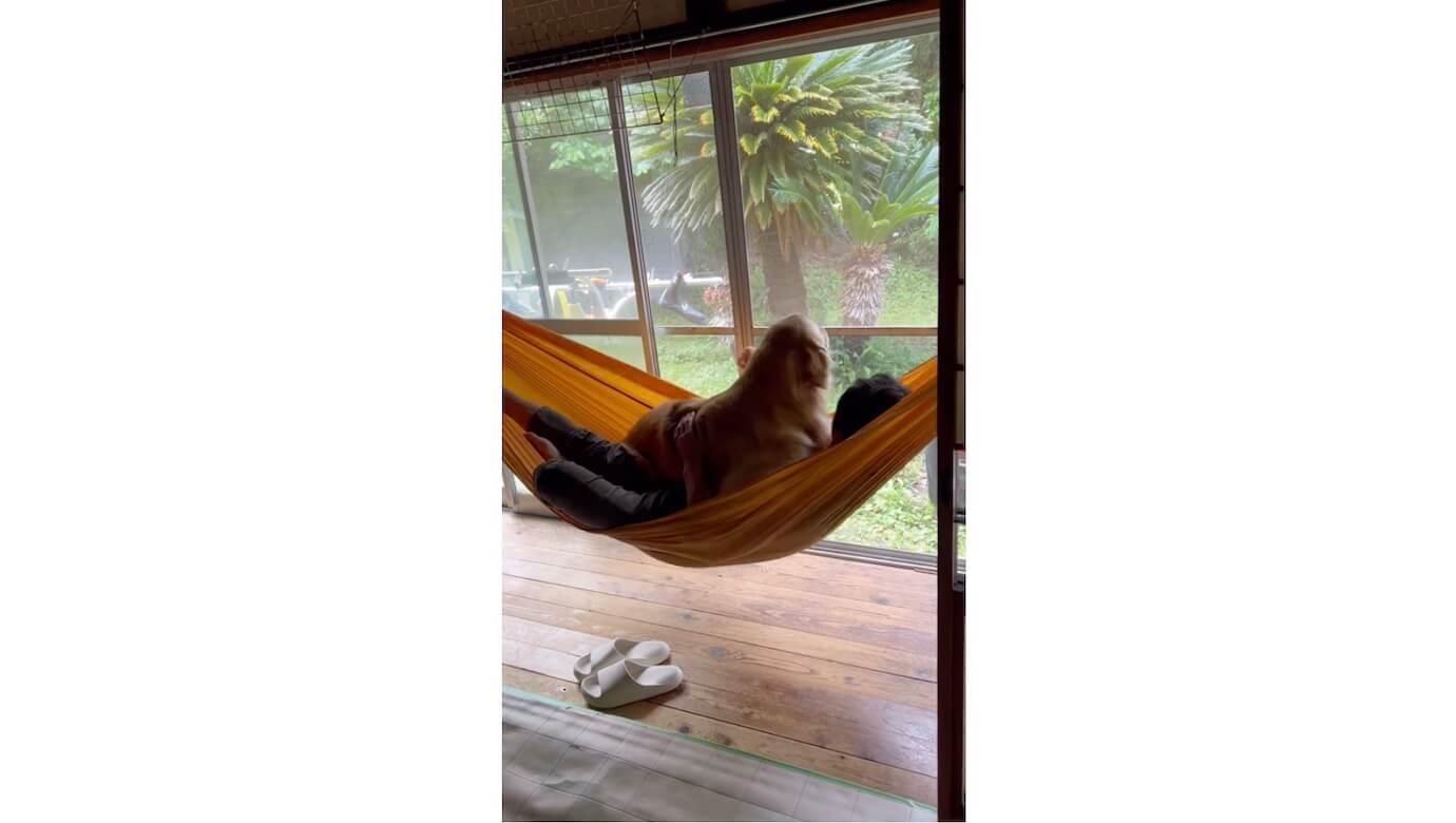 ゴールデンレトリーバー,動画