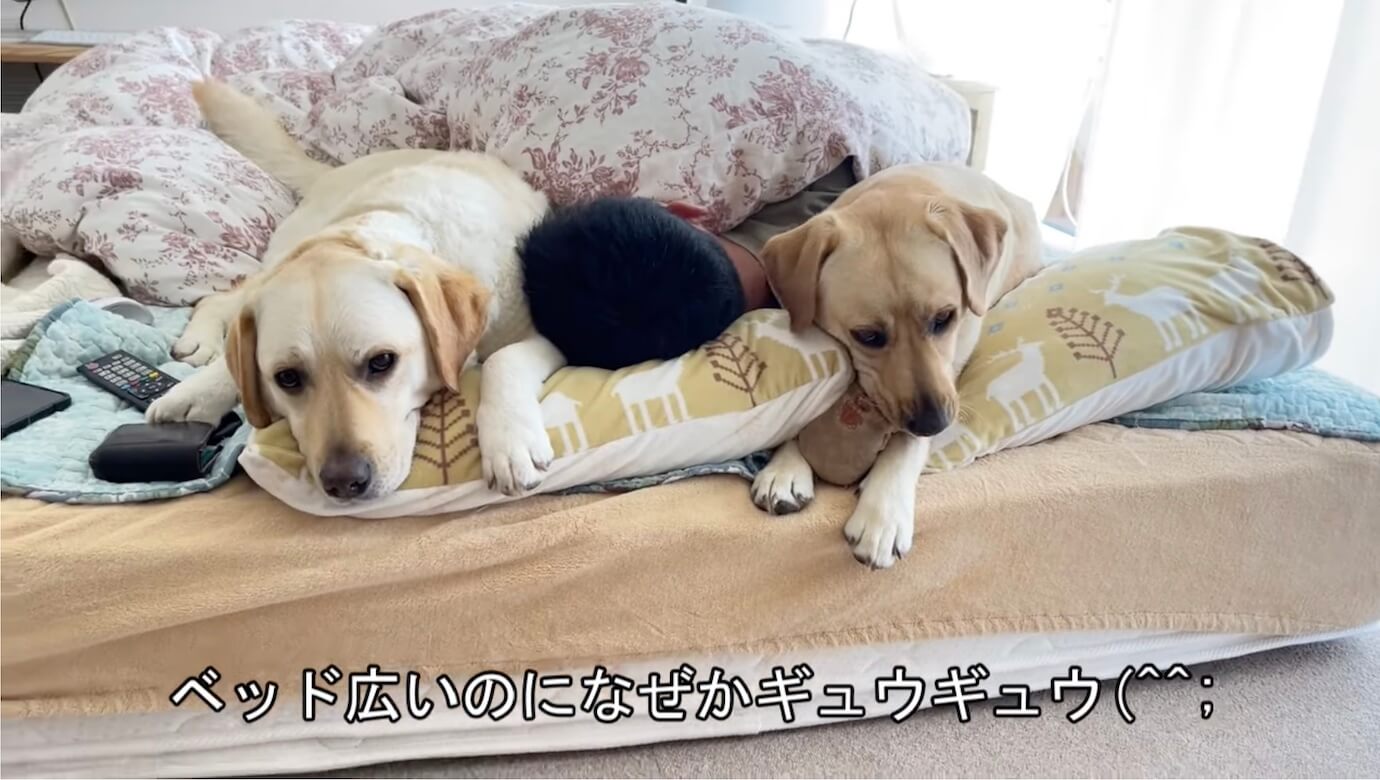 ラブラドールレトリーバー,動画