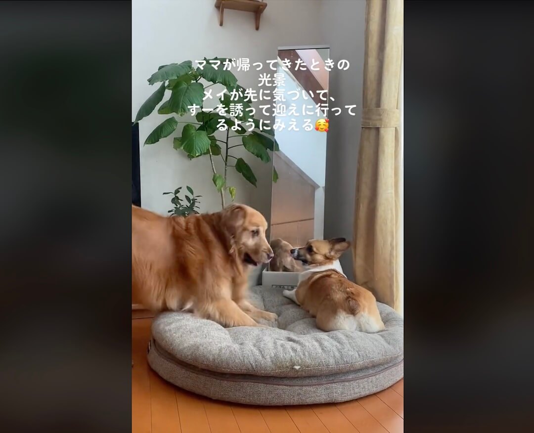 ゴールデンレトリーバー,動画