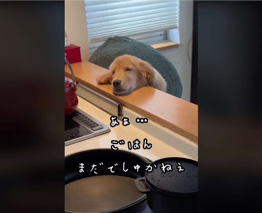 ゴールデンレトリーバー,動画