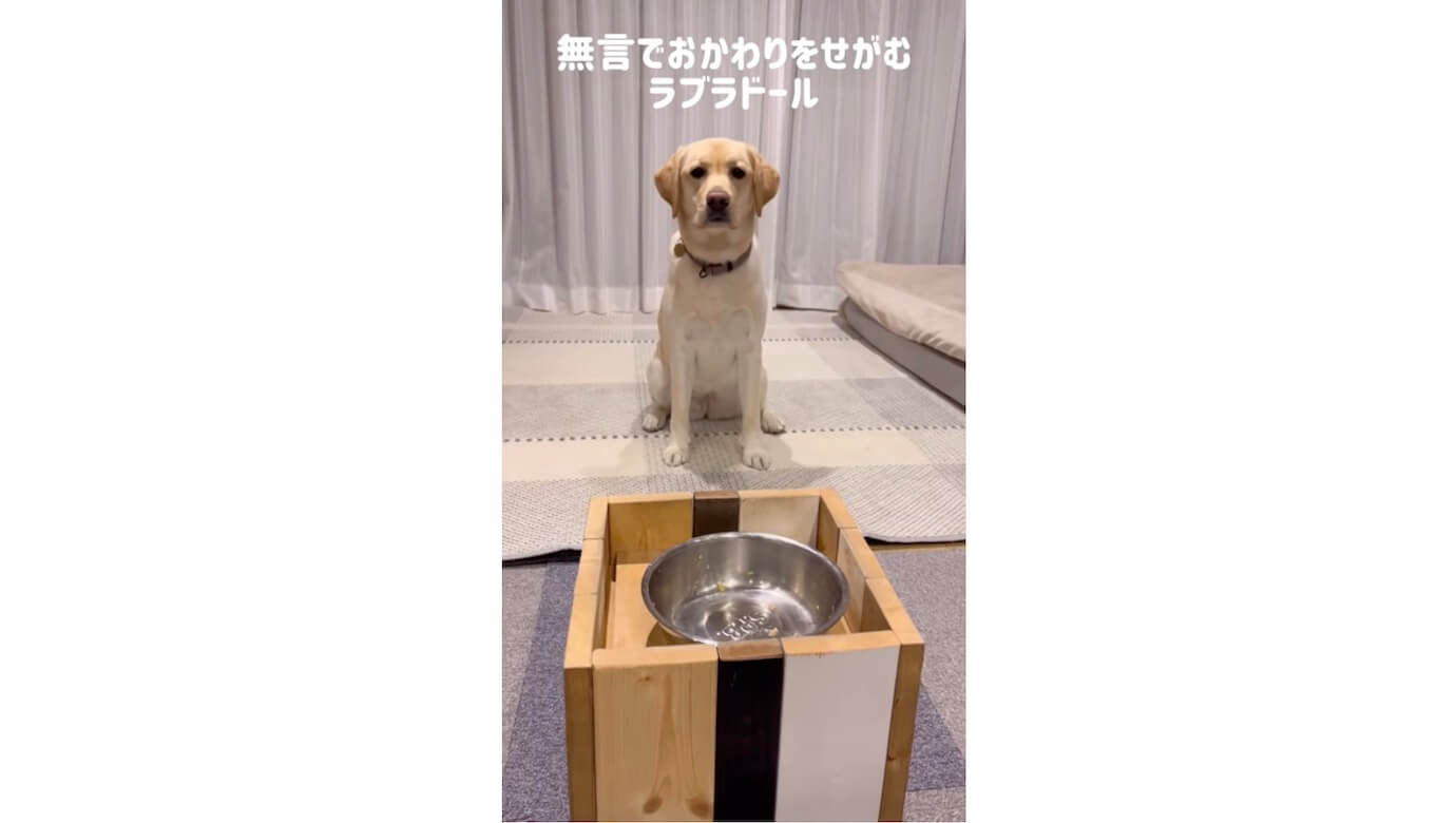ラブラドールレトリーバー,動画