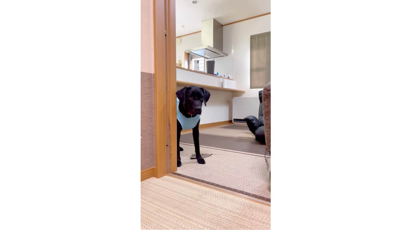 ラブラドールレトリーバー,動画