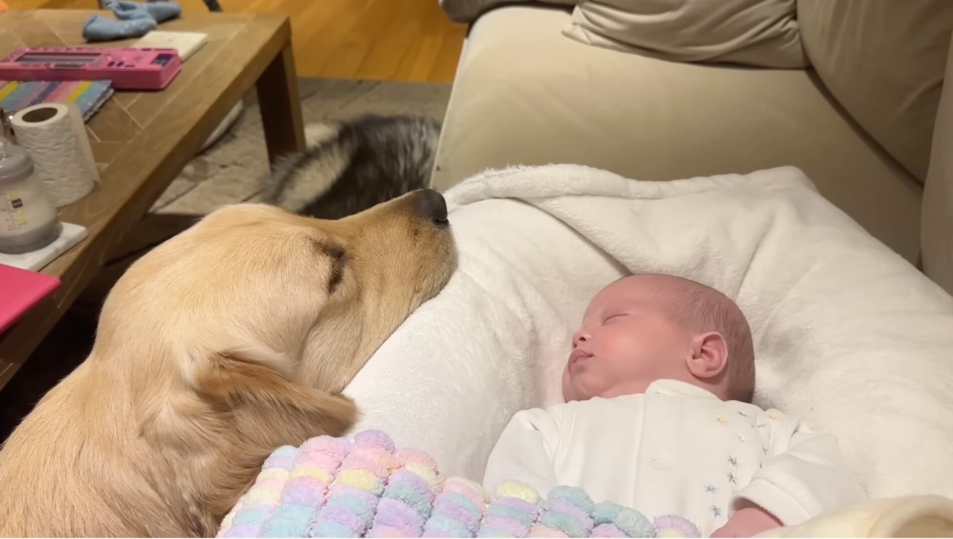 ゴールデンレトリーバー,動画