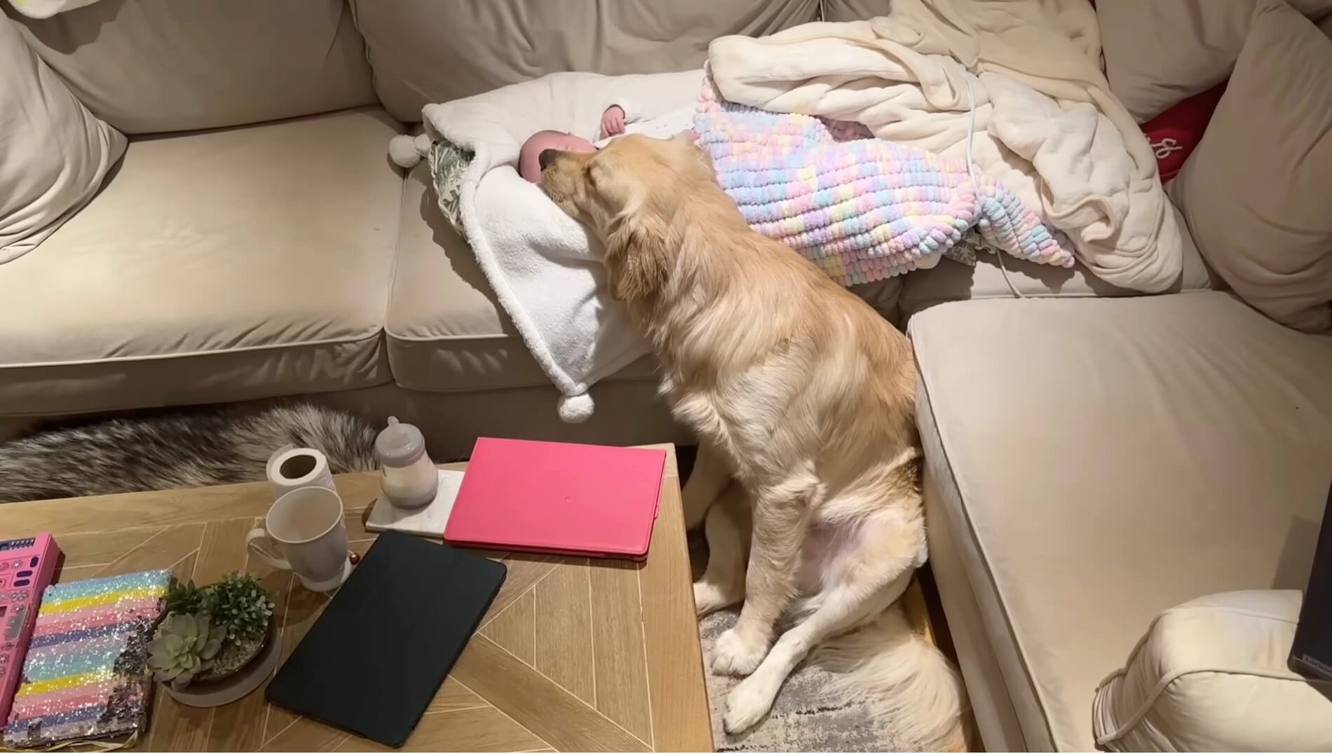 ゴールデンレトリーバー,動画