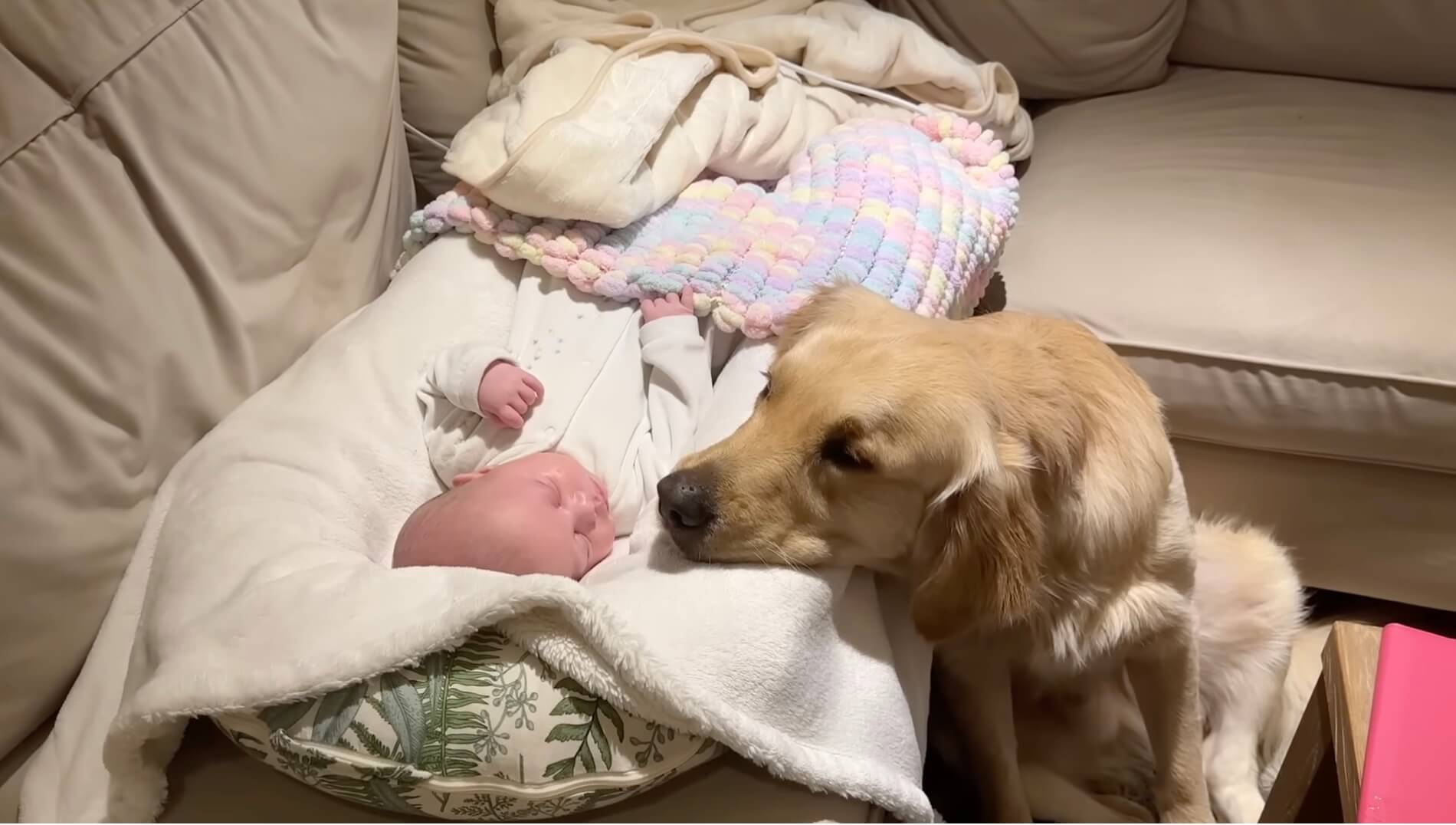 ゴールデンレトリーバー,動画