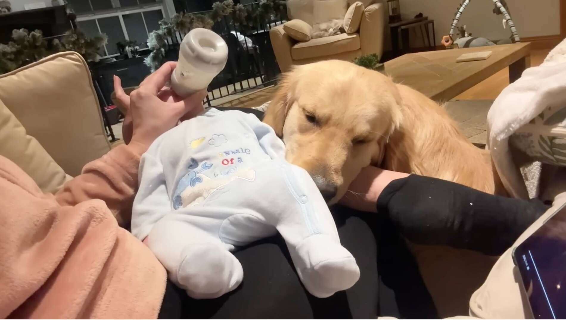 ゴールデンレトリーバー,動画