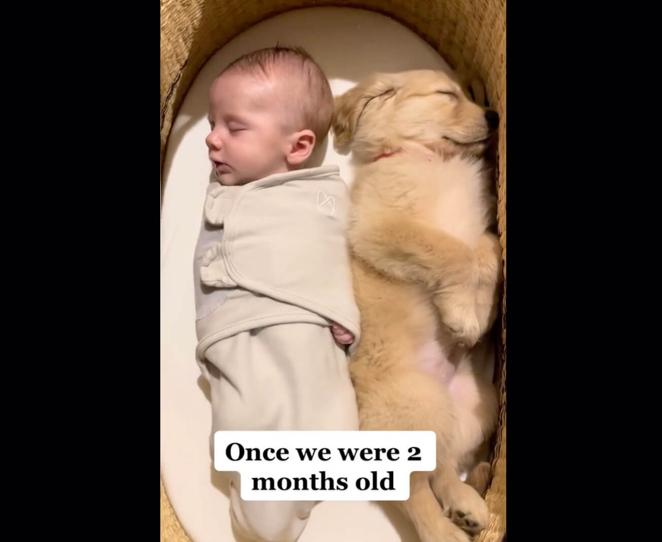 ゴールデンレトリーバー,動画