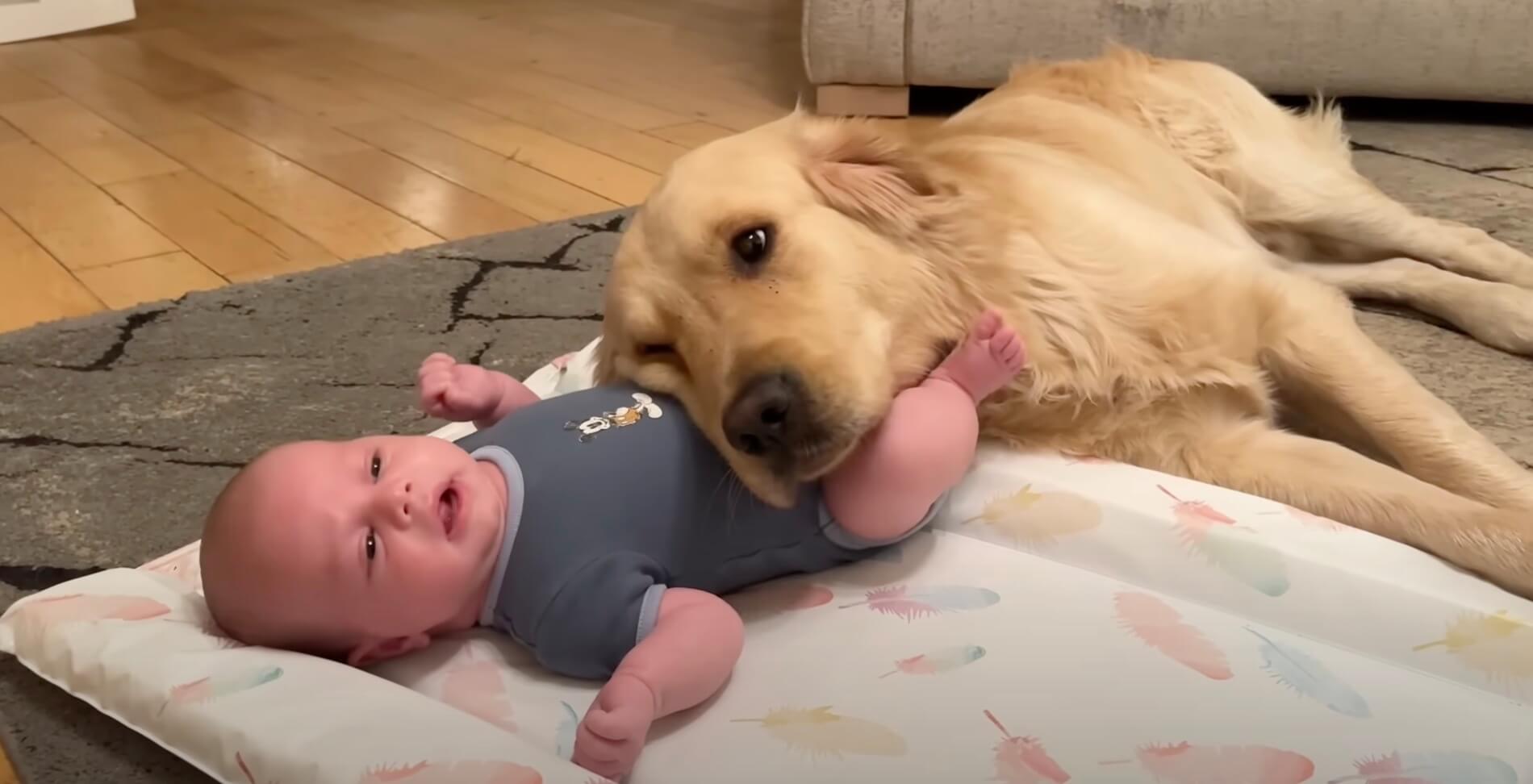 ゴールデンレトリーバー,動画