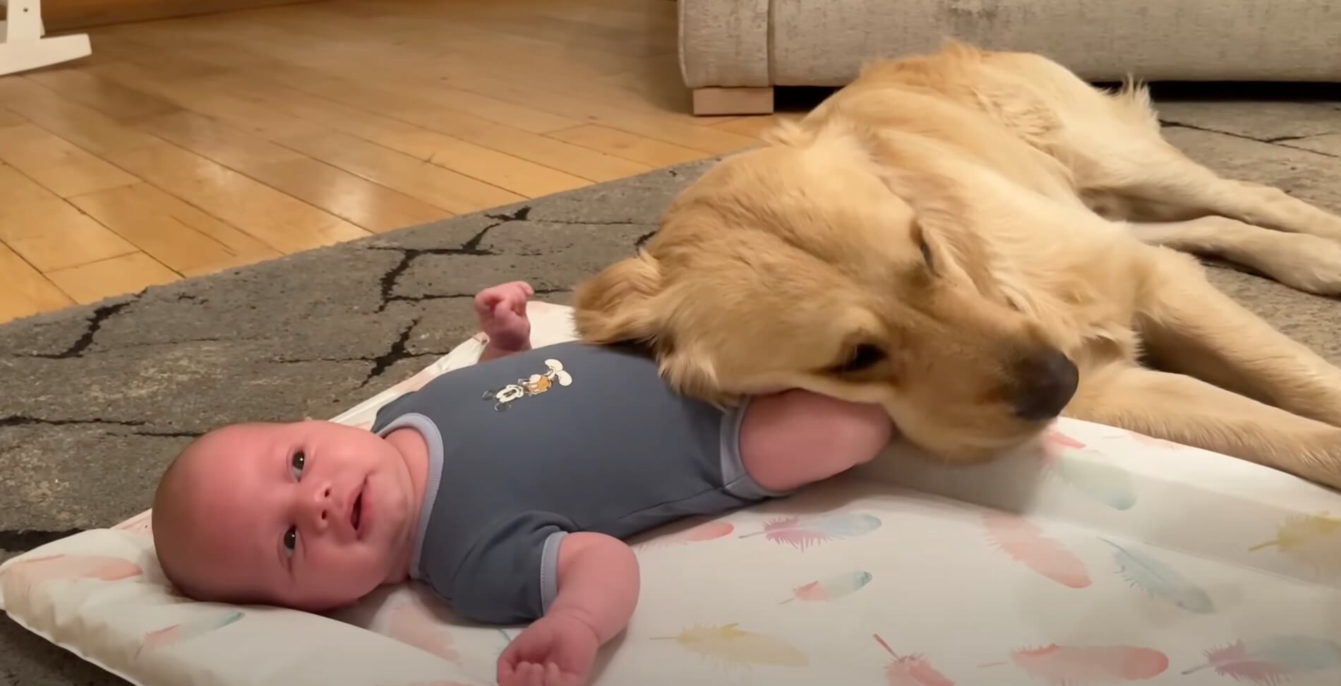 ゴールデンレトリーバー,動画