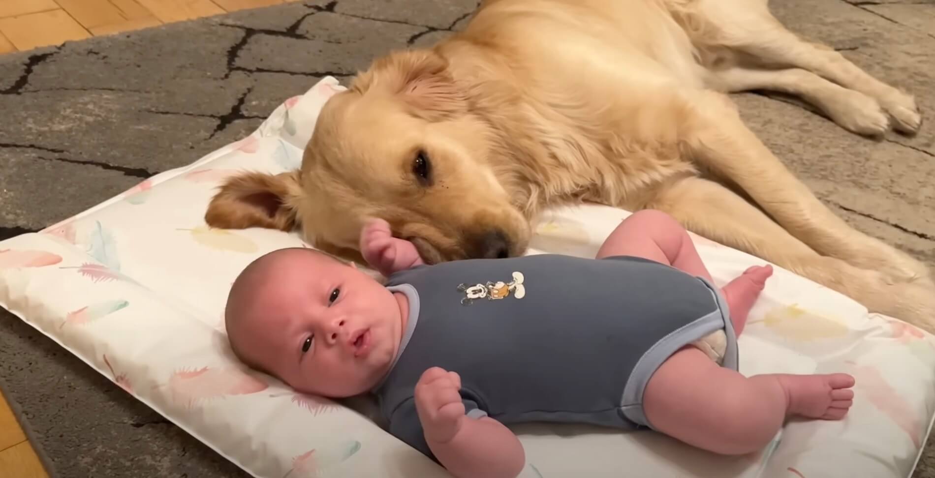 ゴールデンレトリーバー,動画