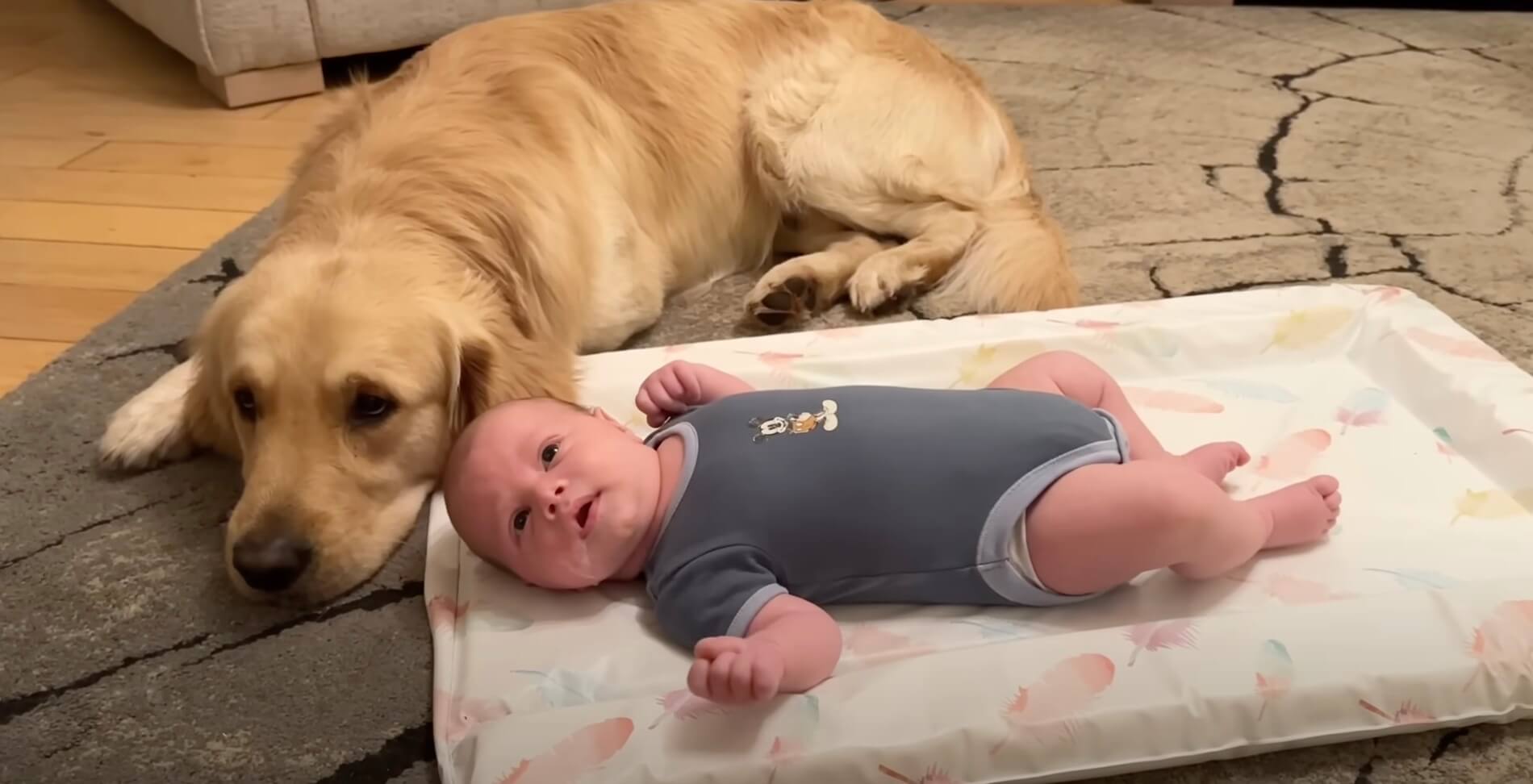 ゴールデンレトリーバー,動画