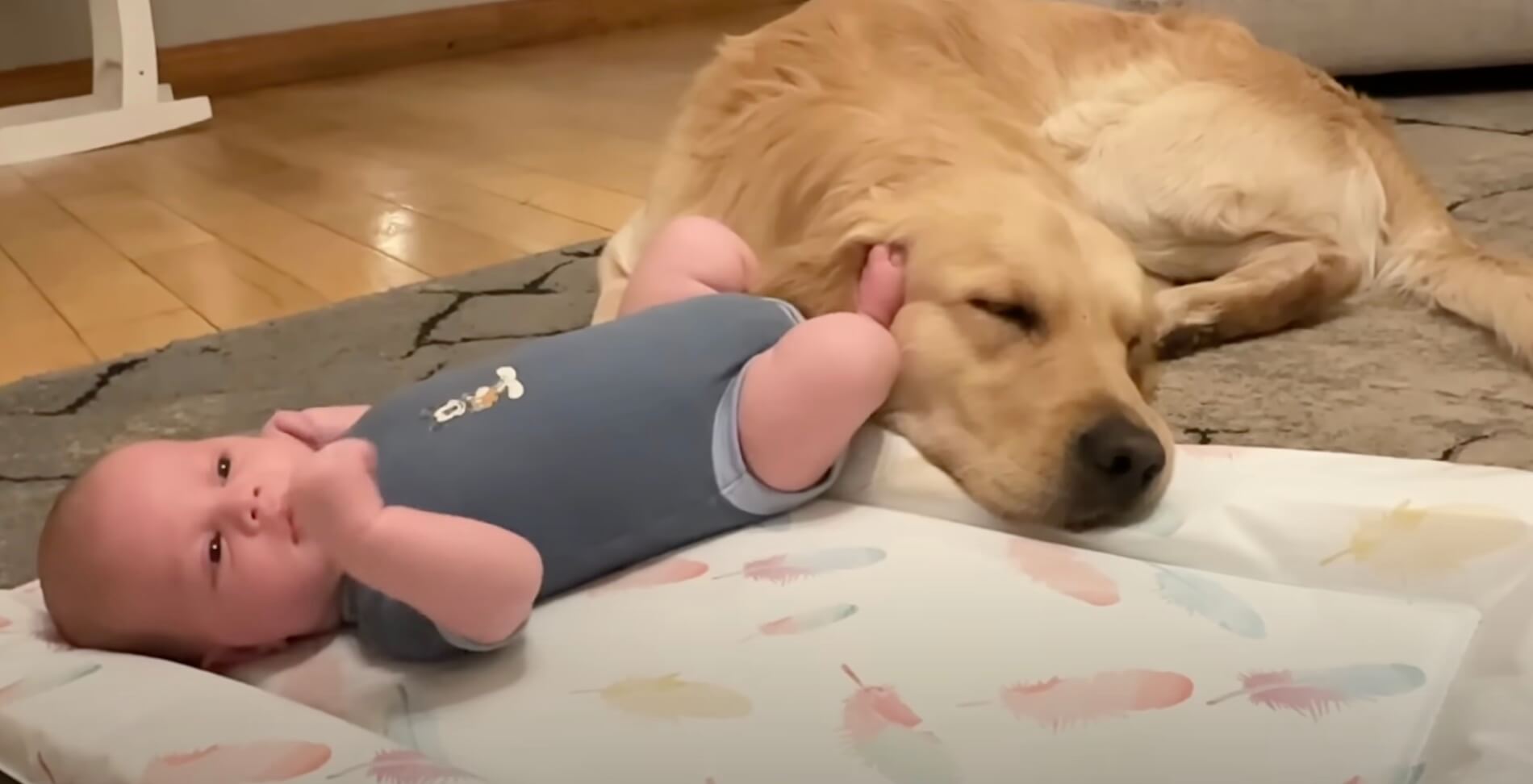 ゴールデンレトリーバー,動画