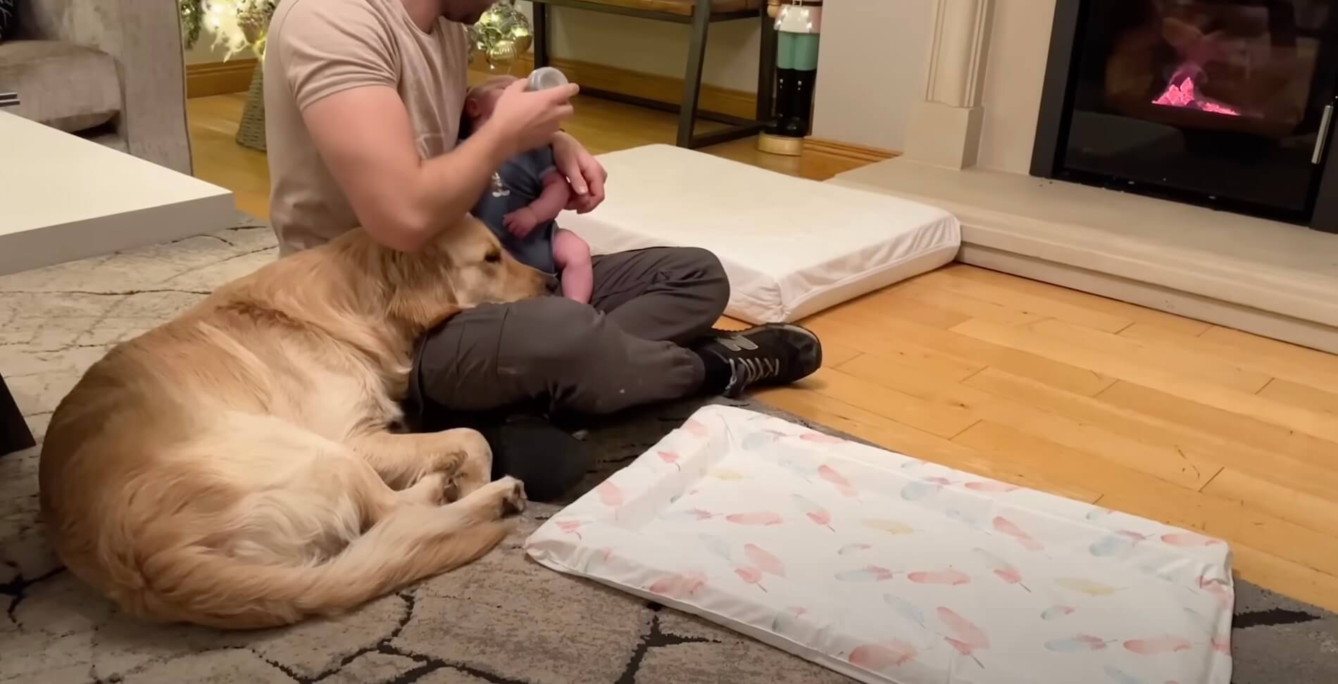 ゴールデンレトリーバー,動画