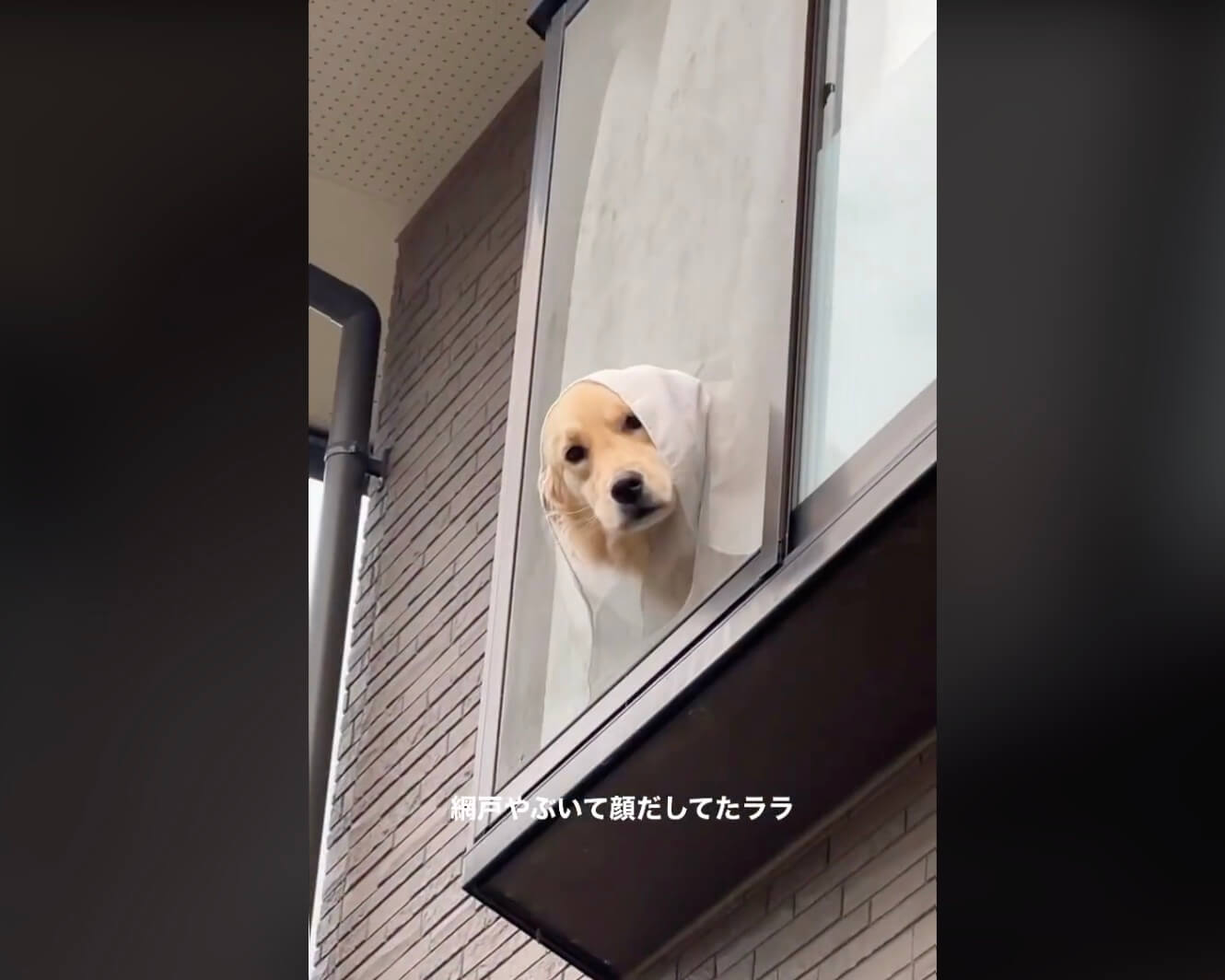 ゴールデンレトリーバー,動画