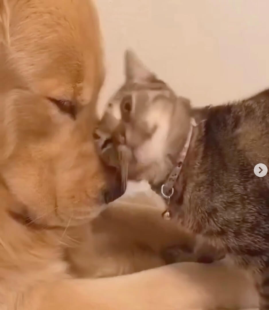 ゴールデンレトリーバー,動画