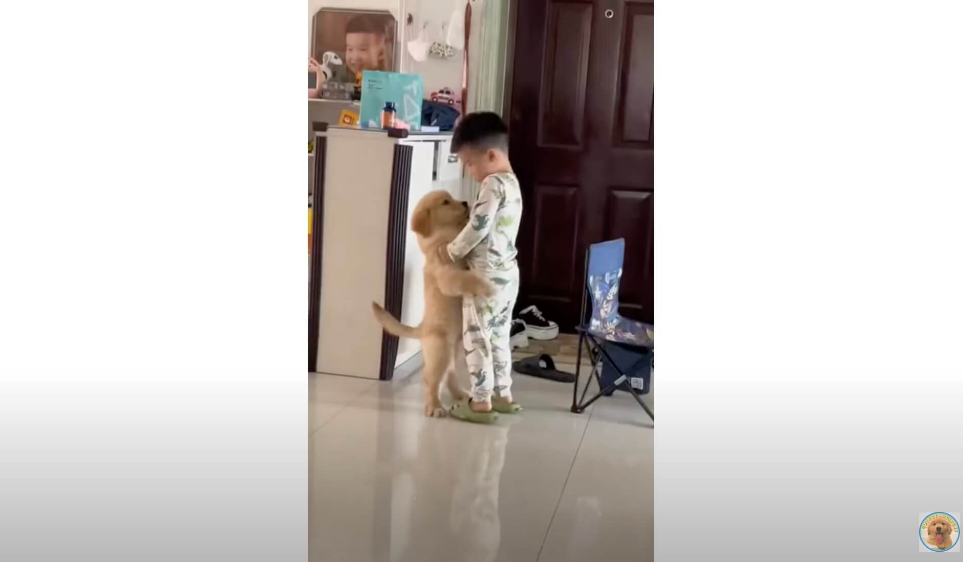 ゴールデンレトリーバー,動画