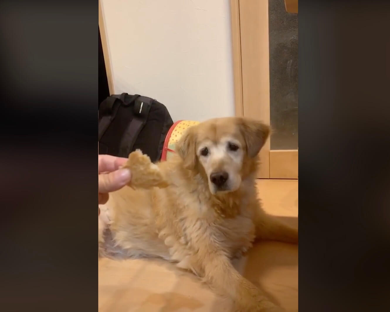 ゴールデンレトリーバー,動画