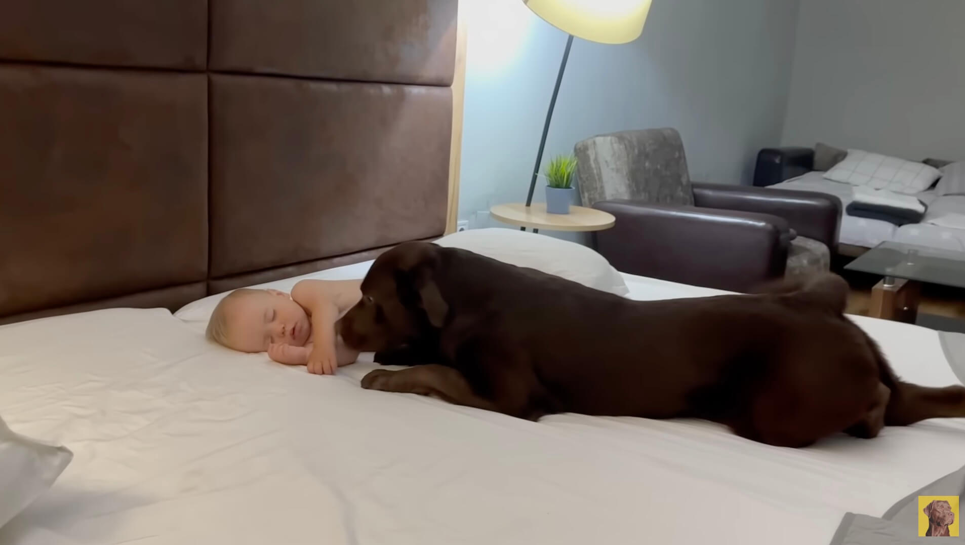 ラブラドールレトリーバー,動画