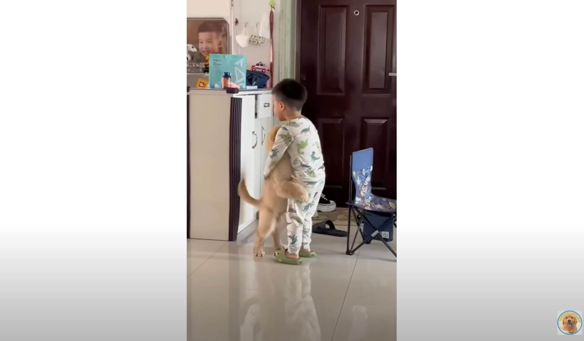 ゴールデンレトリーバー,動画