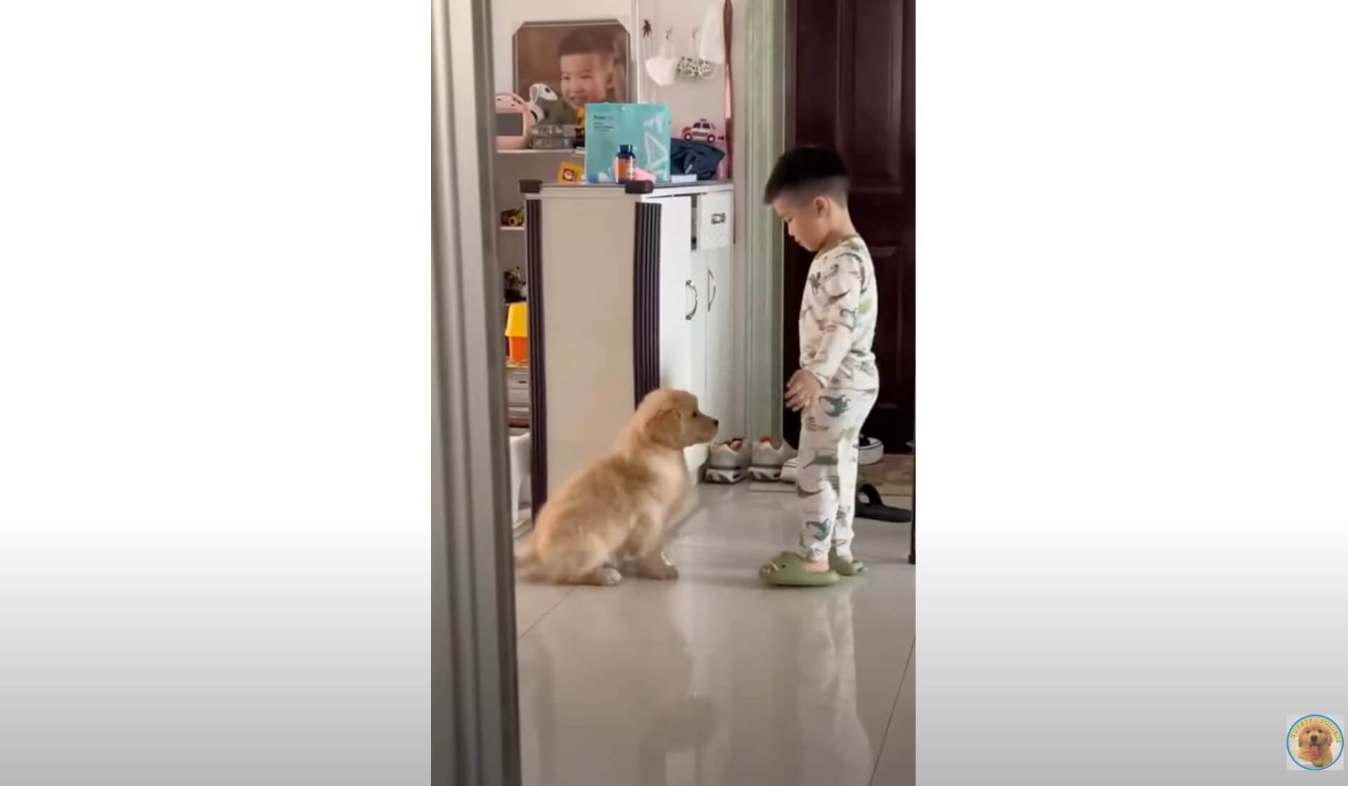 ゴールデンレトリーバー,動画