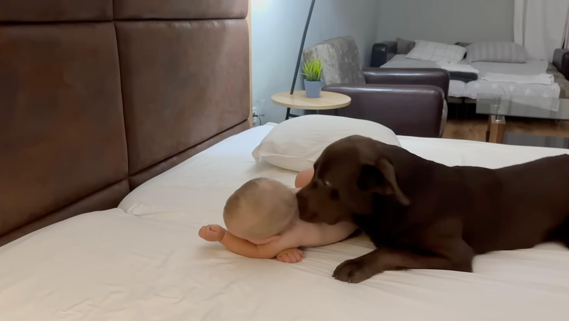 ラブラドールレトリーバー,動画