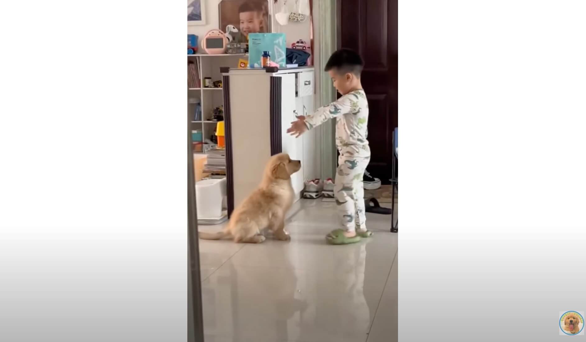 ゴールデンレトリーバー,動画