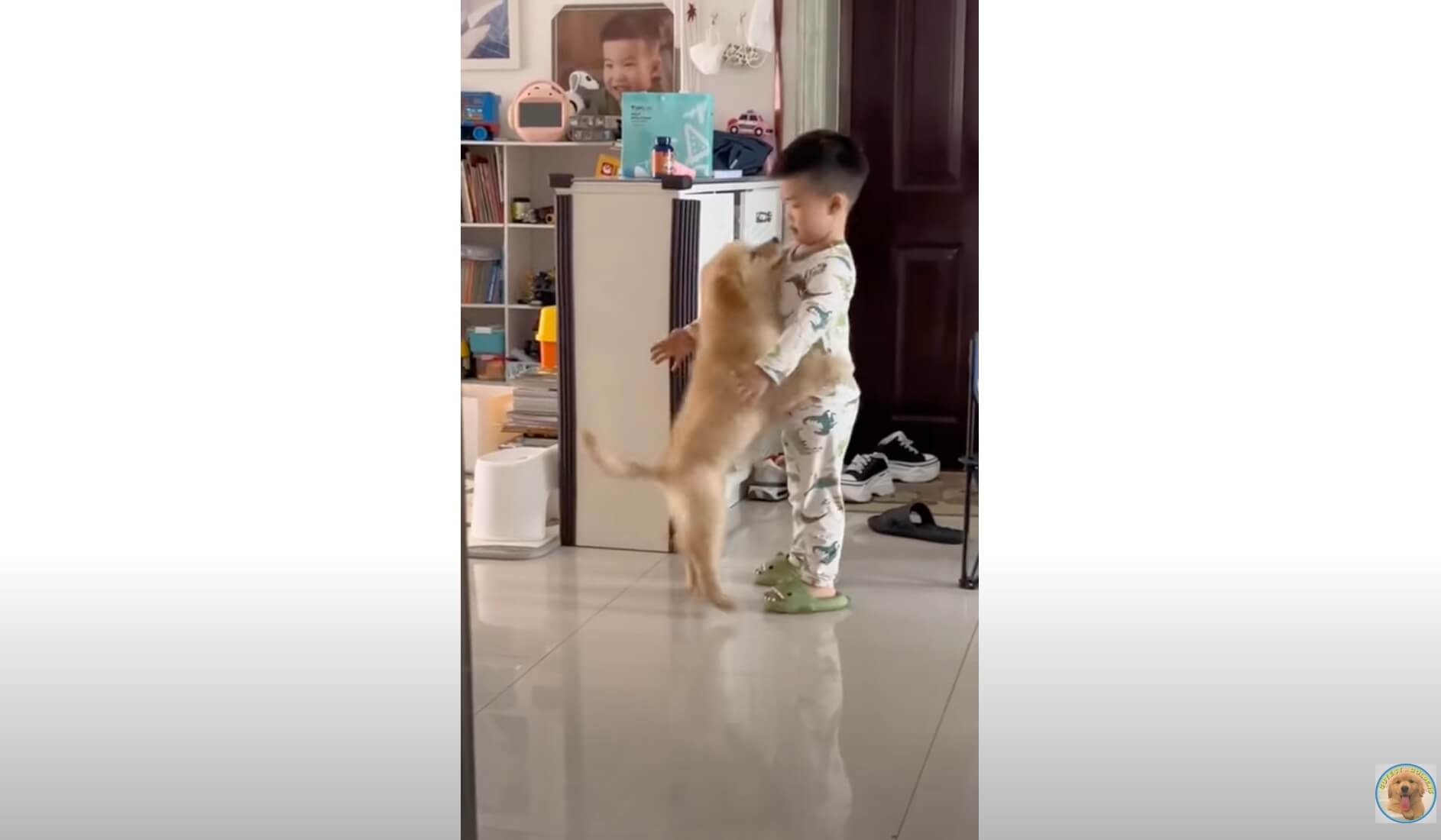 ゴールデンレトリーバー,動画