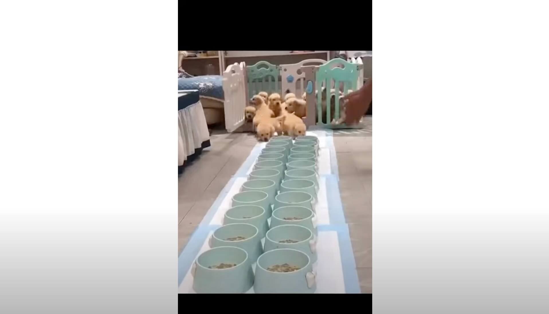 ゴールデンレトリーバー,動画