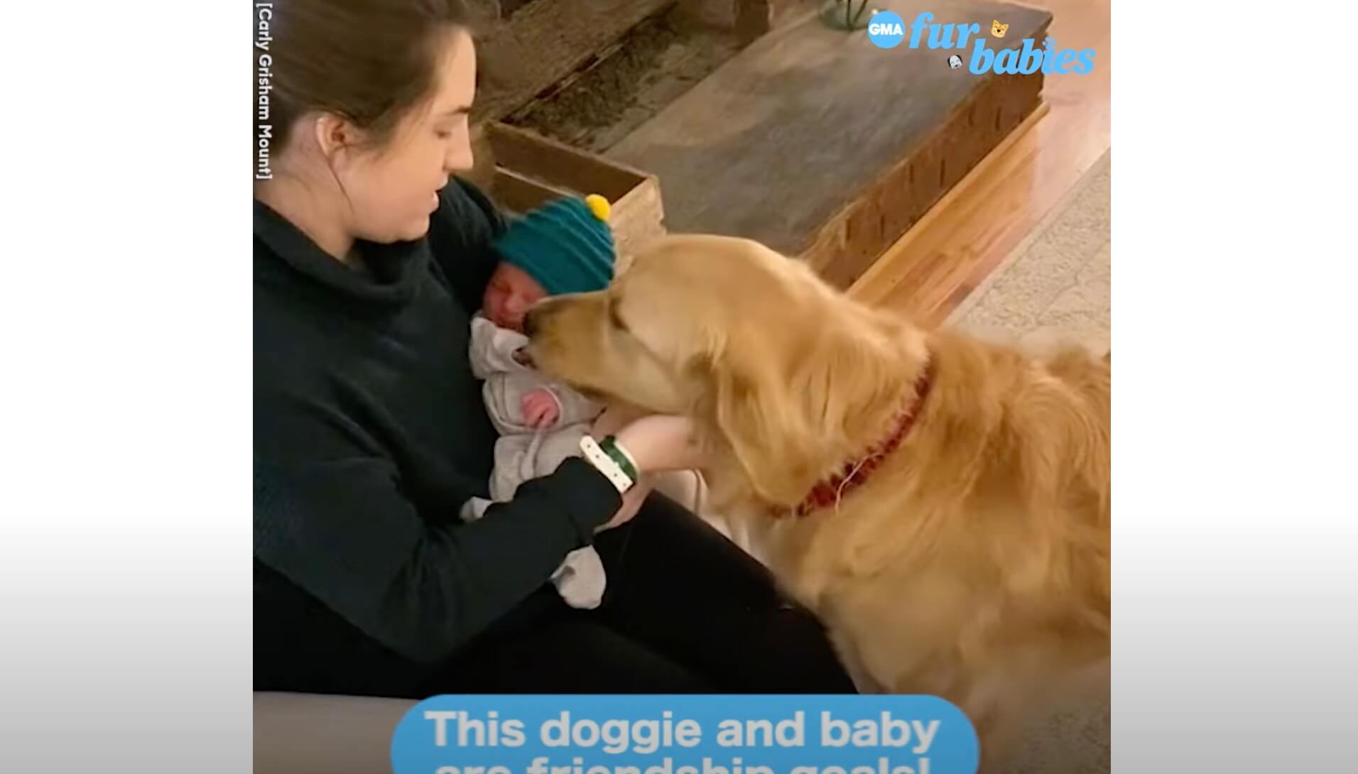 ゴールデンレトリーバー,動画