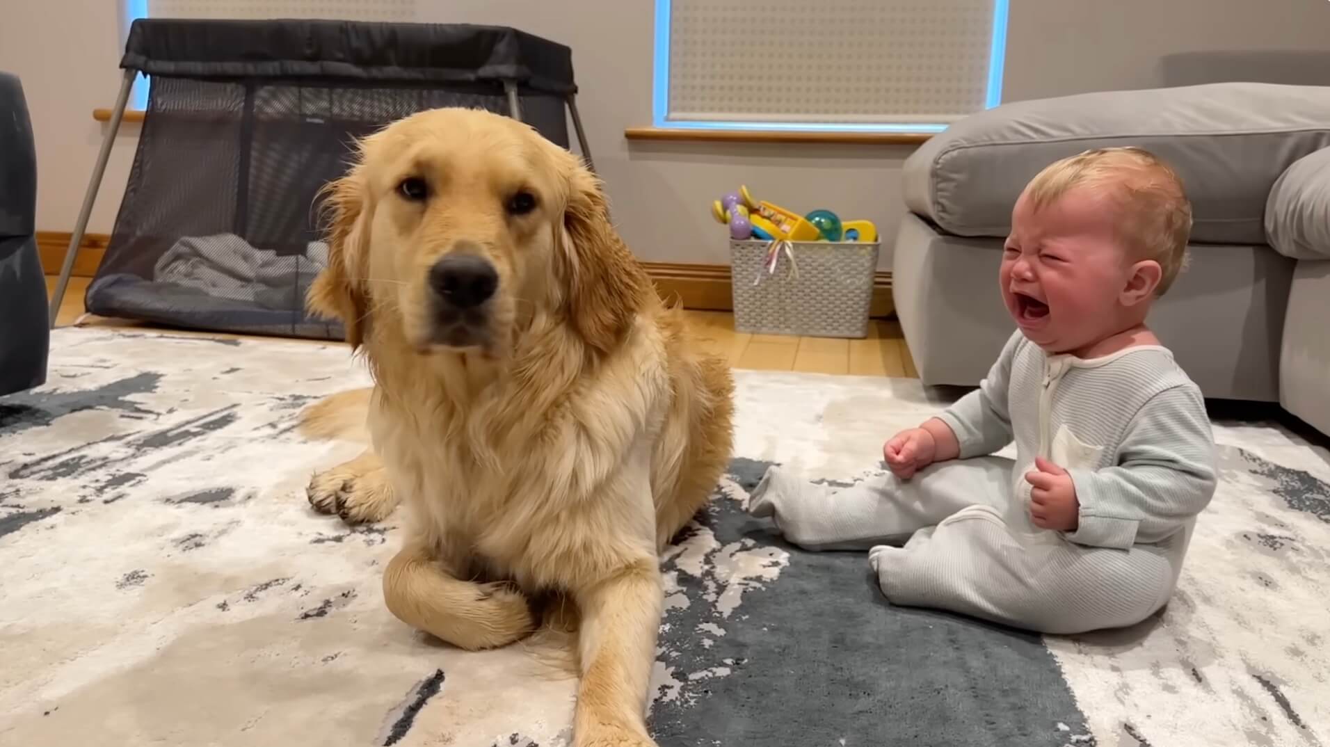 ゴールデンレトリーバー,動画