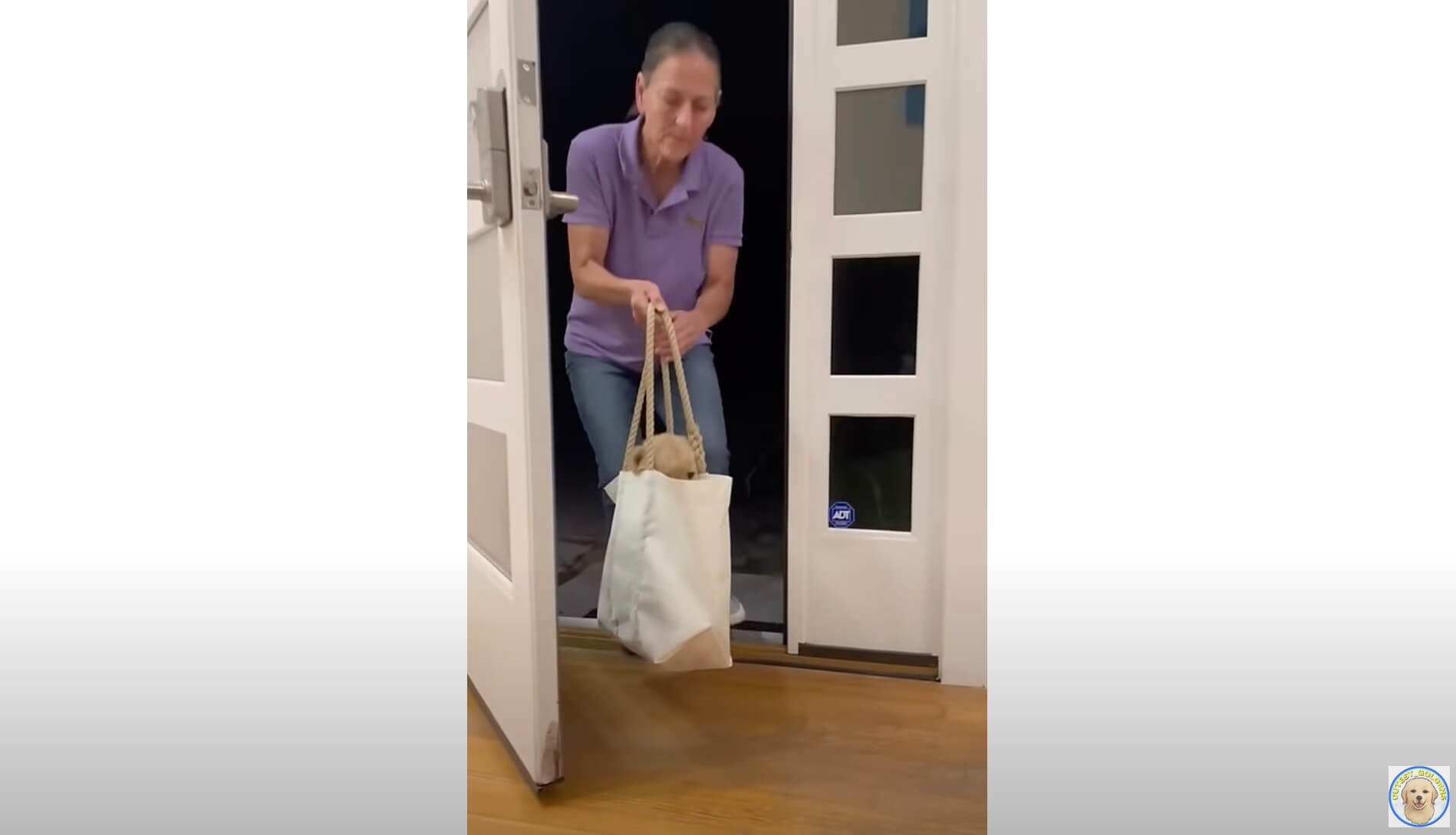 ゴールデンレトリーバー,動画