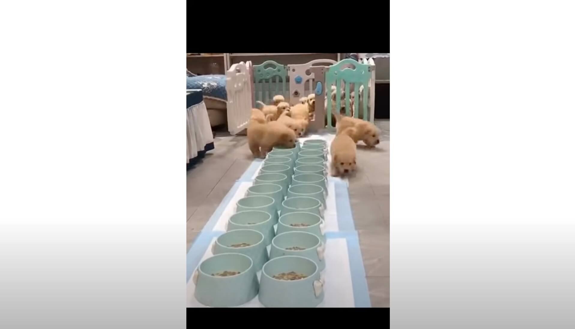 ゴールデンレトリーバー,動画