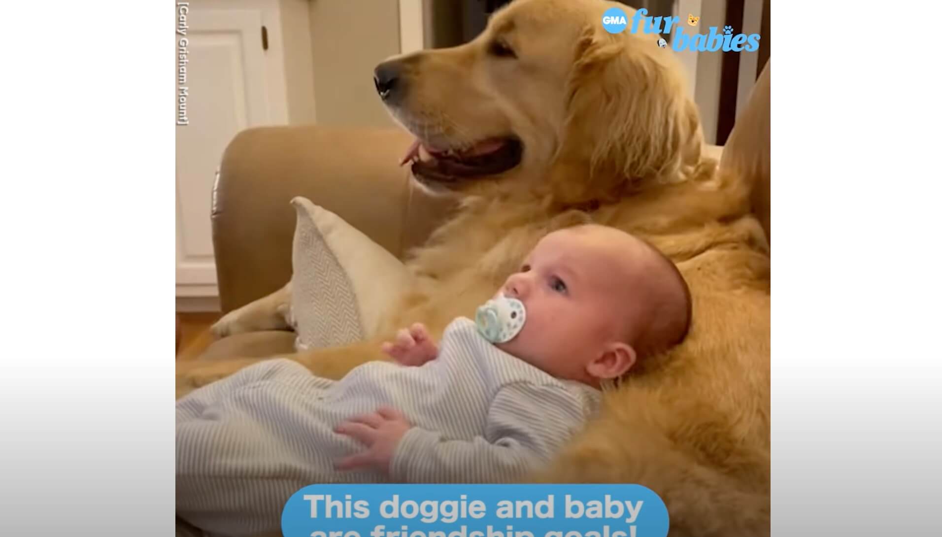 ゴールデンレトリーバー,動画