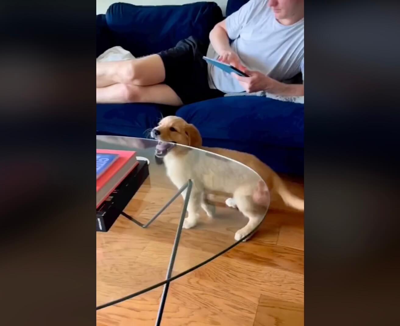 ゴールデンレトリーバー,動画