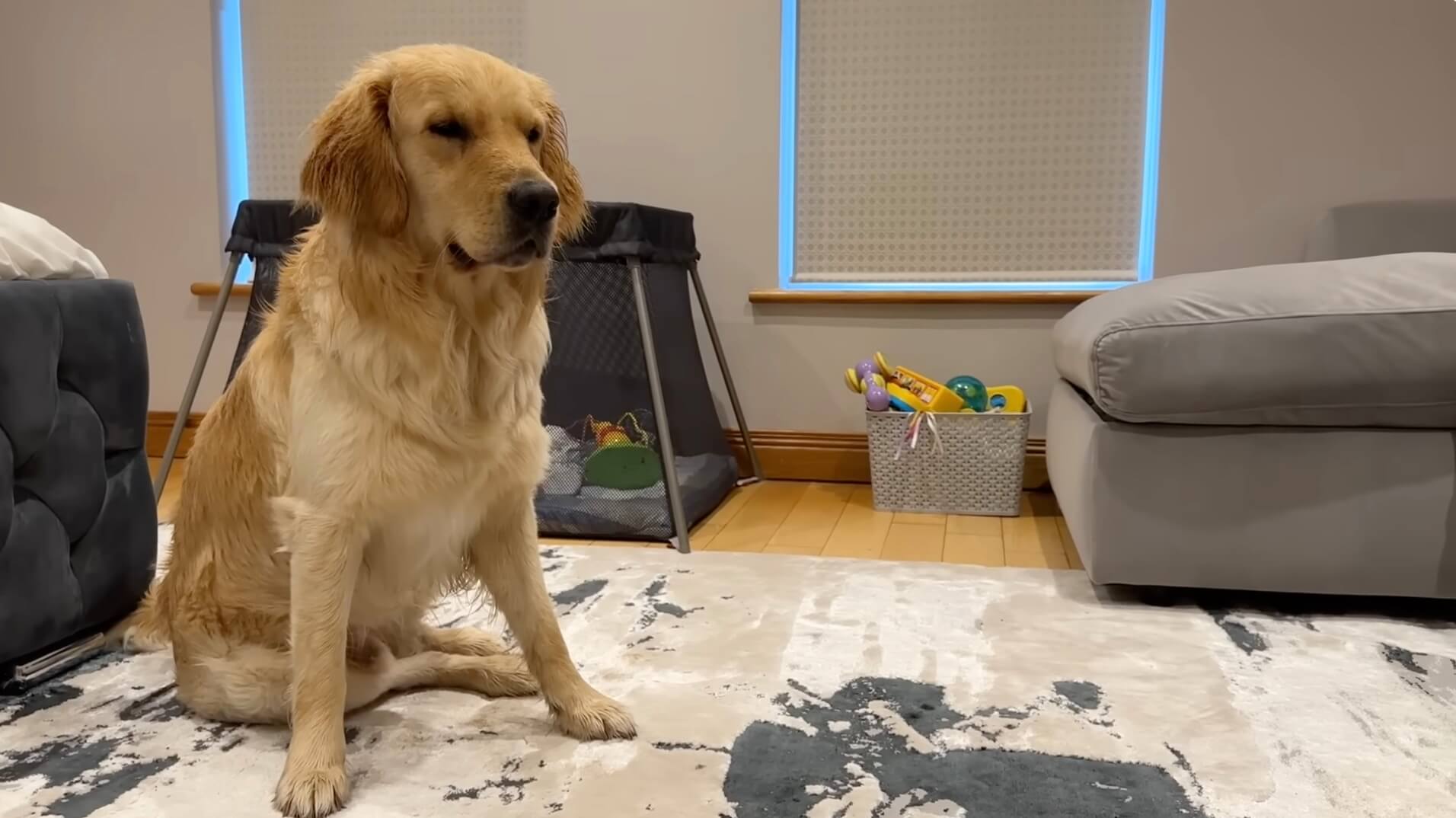 ゴールデンレトリーバー,動画