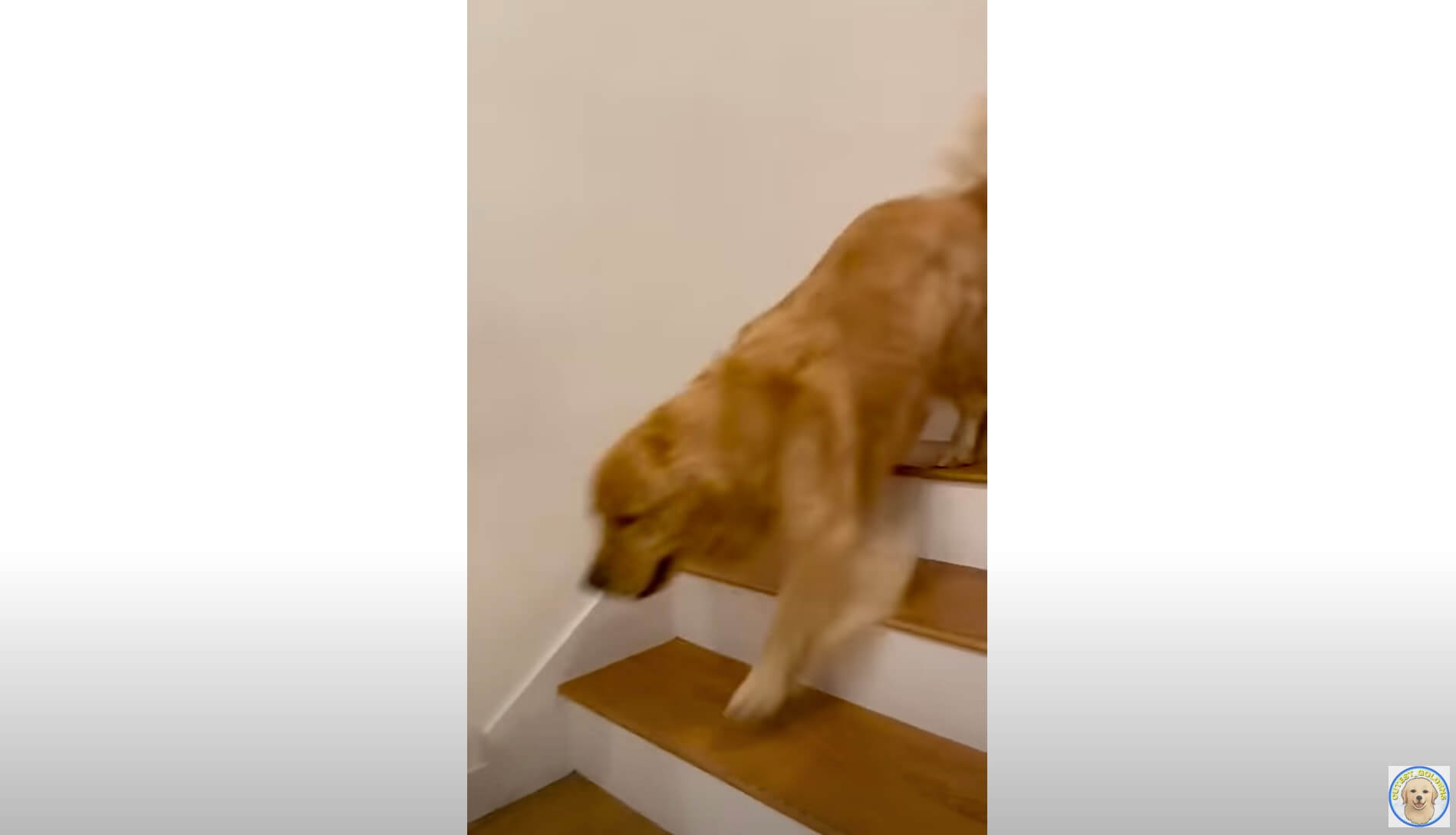 ゴールデンレトリーバー,動画