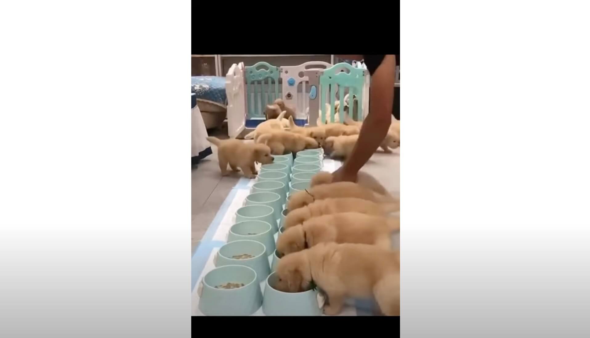 ゴールデンレトリーバー,動画