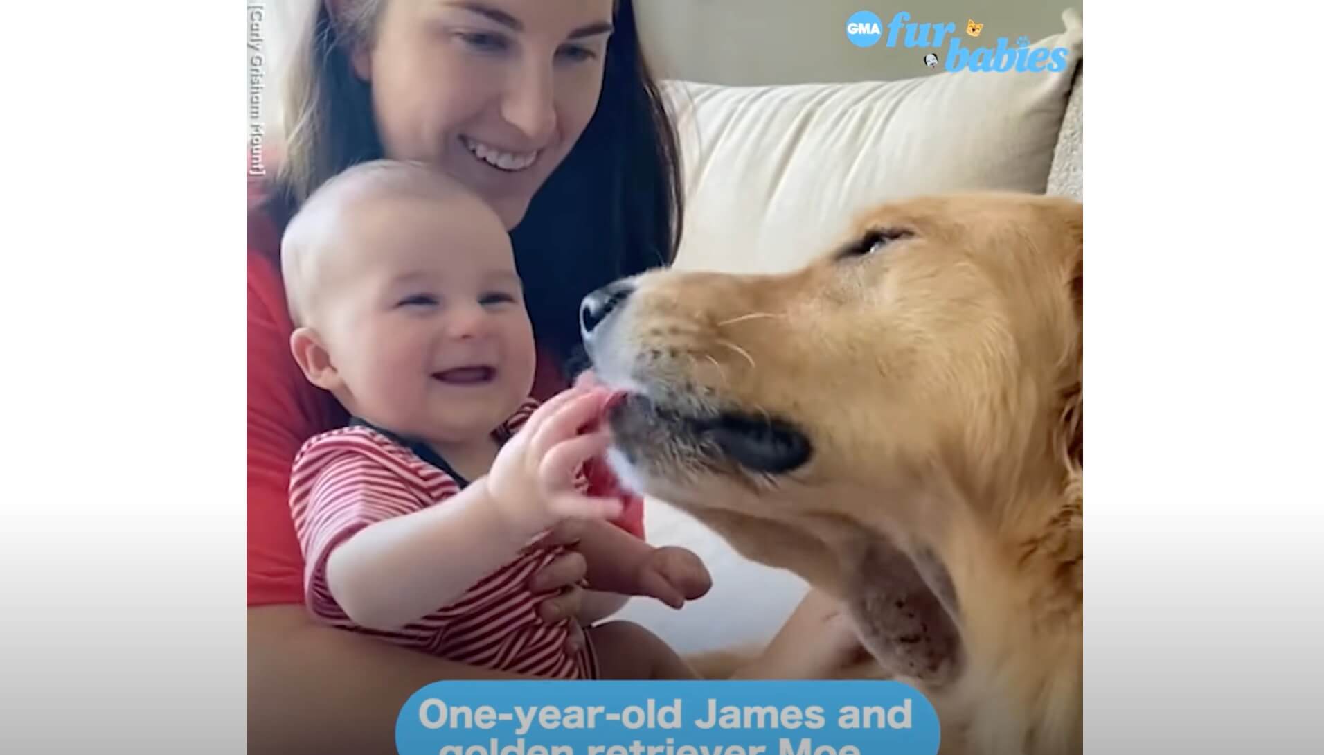 ゴールデンレトリーバー,動画