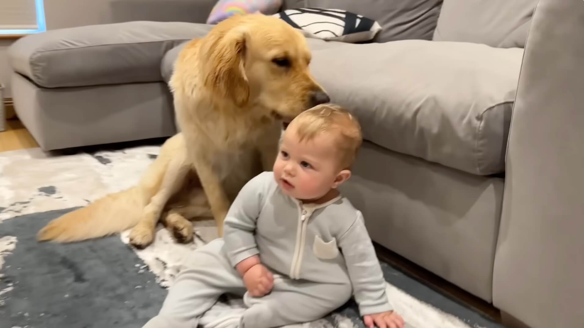 ゴールデンレトリーバー,動画