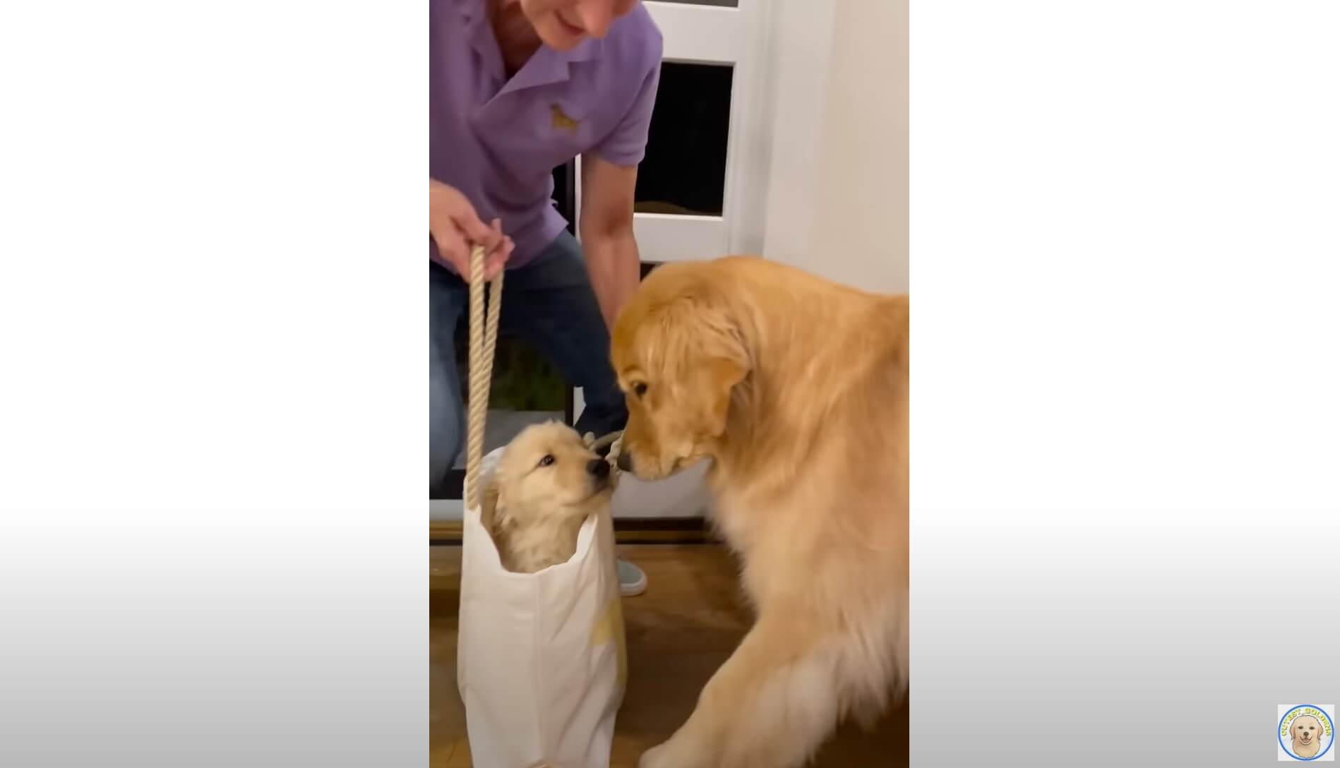 ゴールデンレトリーバー,動画