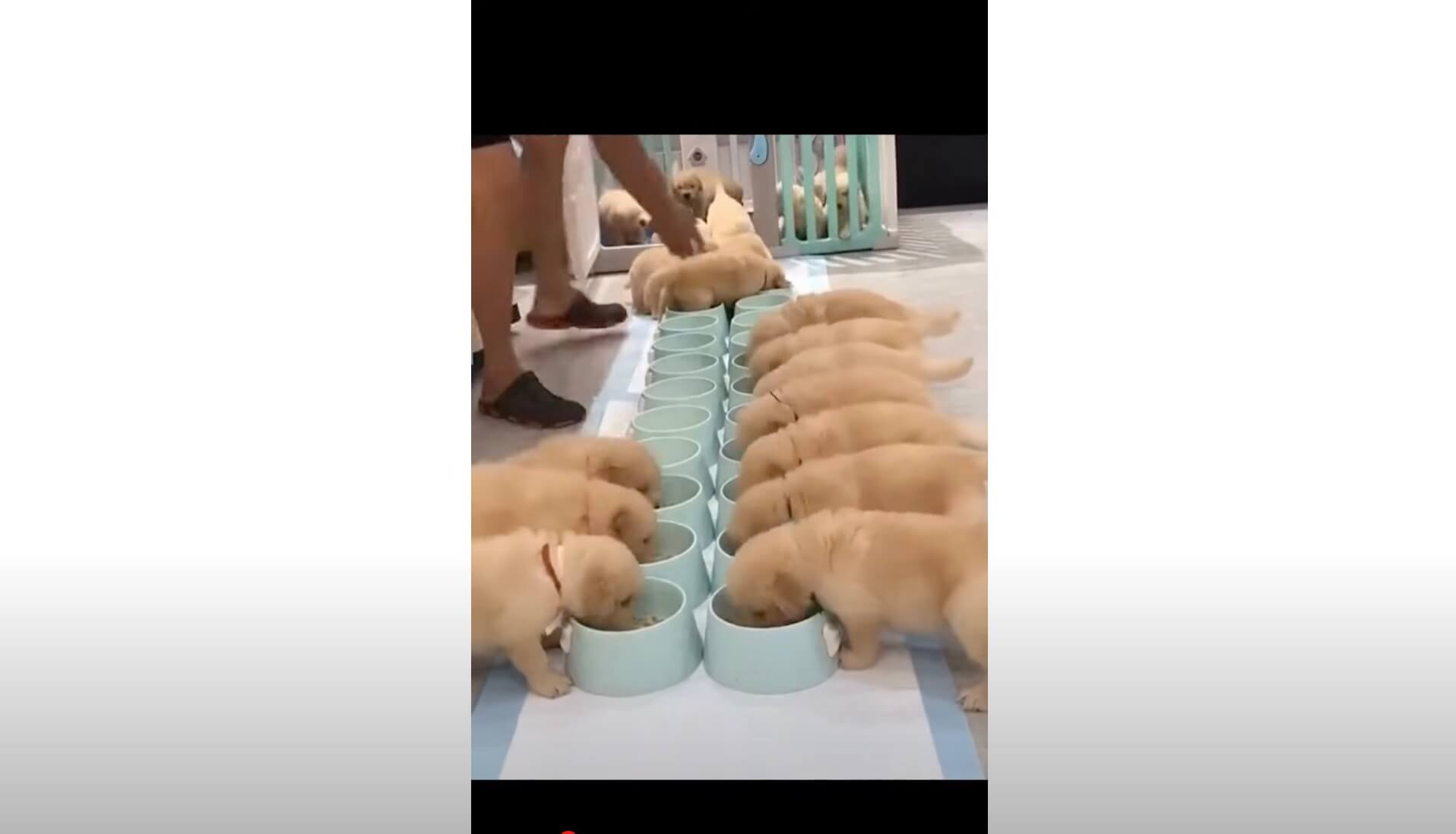 ゴールデンレトリーバー,動画