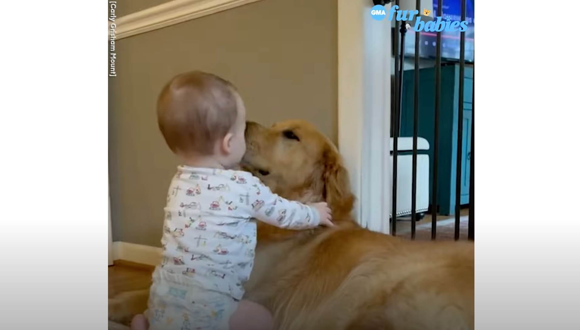 ゴールデンレトリーバー,動画