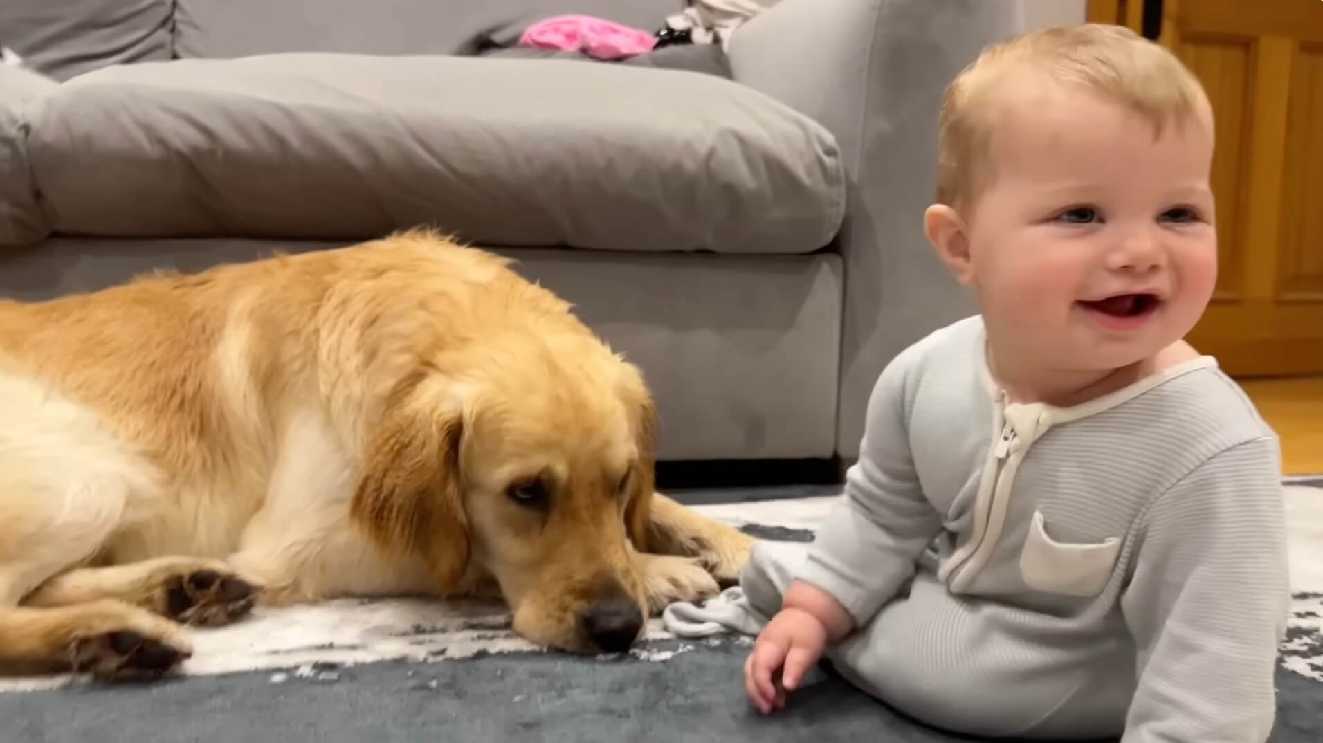 ゴールデンレトリーバー,動画