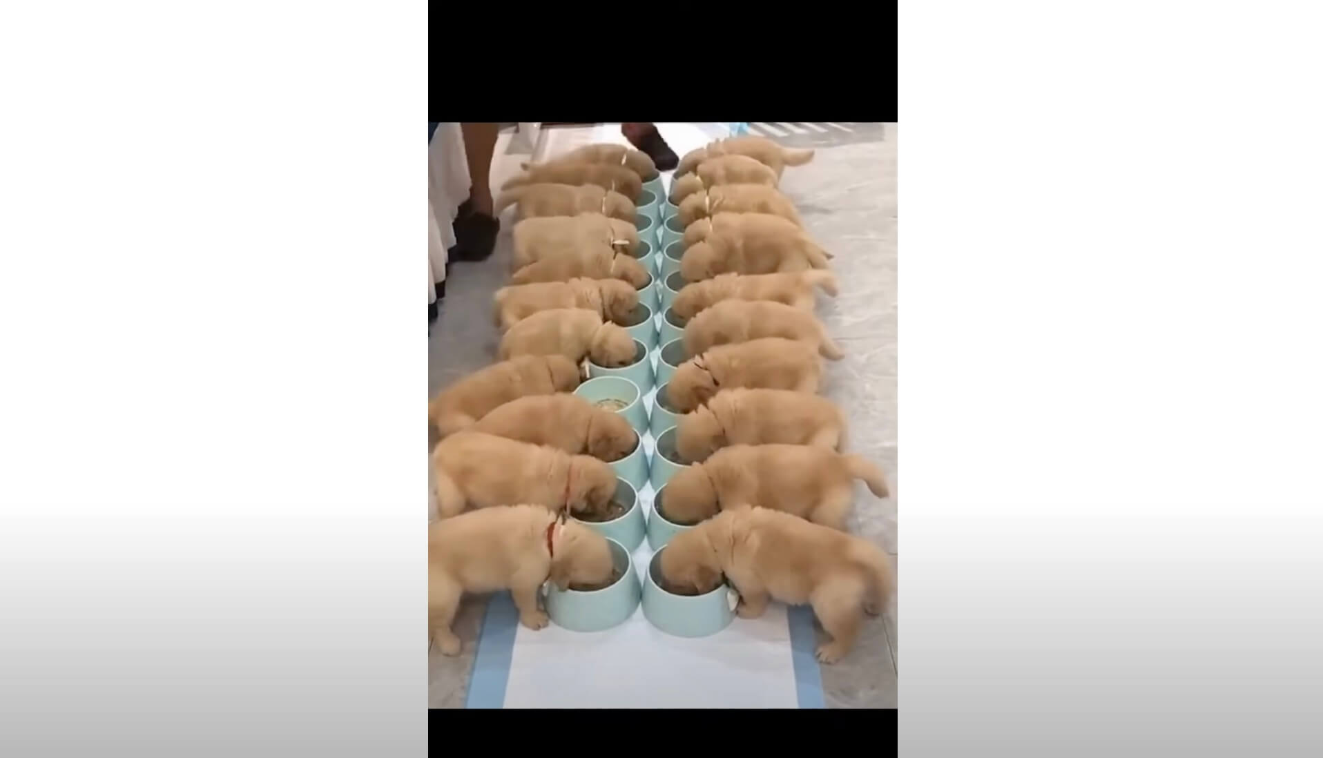 ゴールデンレトリーバー,動画