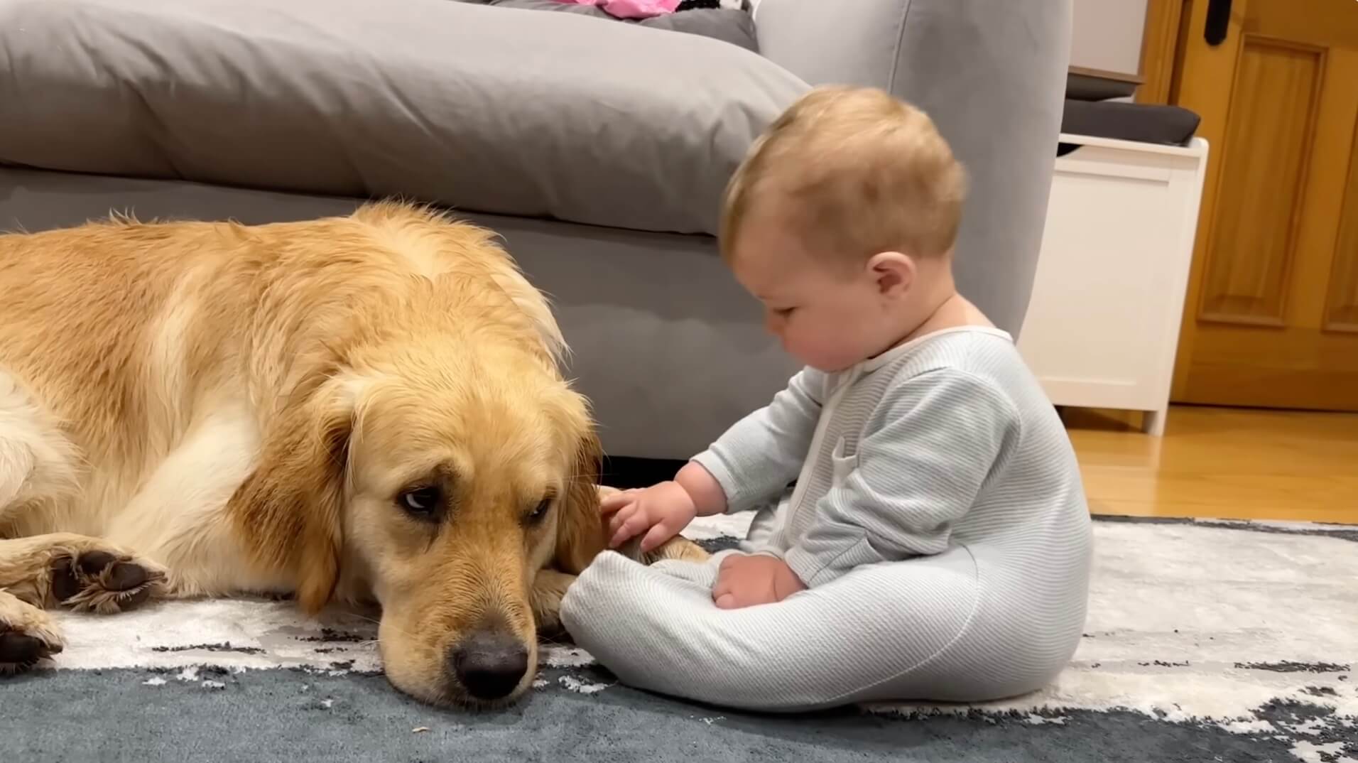 ゴールデンレトリーバー,動画