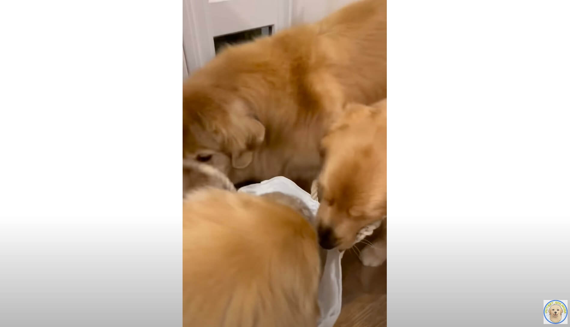 ゴールデンレトリーバー,動画