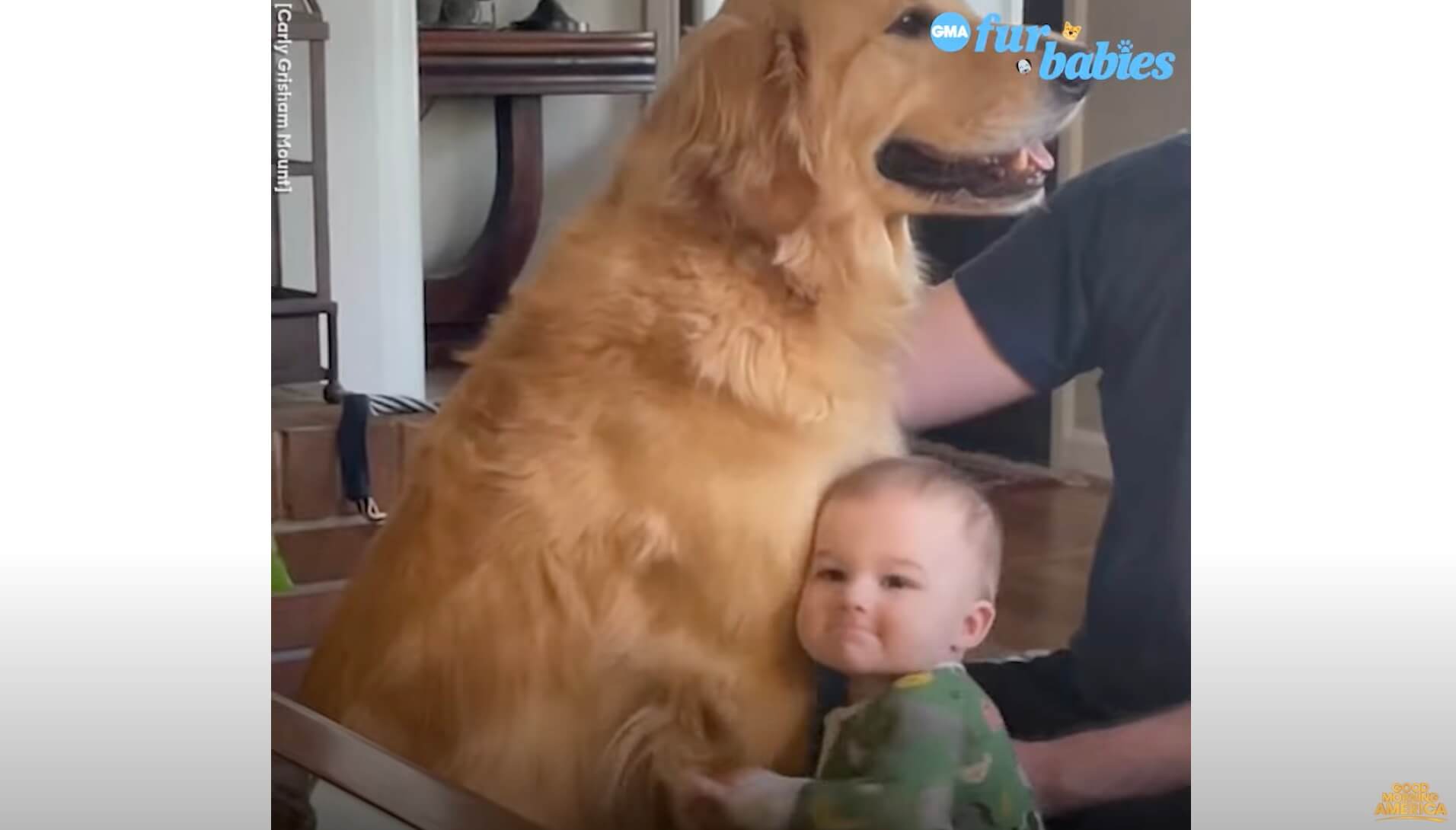 ゴールデンレトリーバー,動画