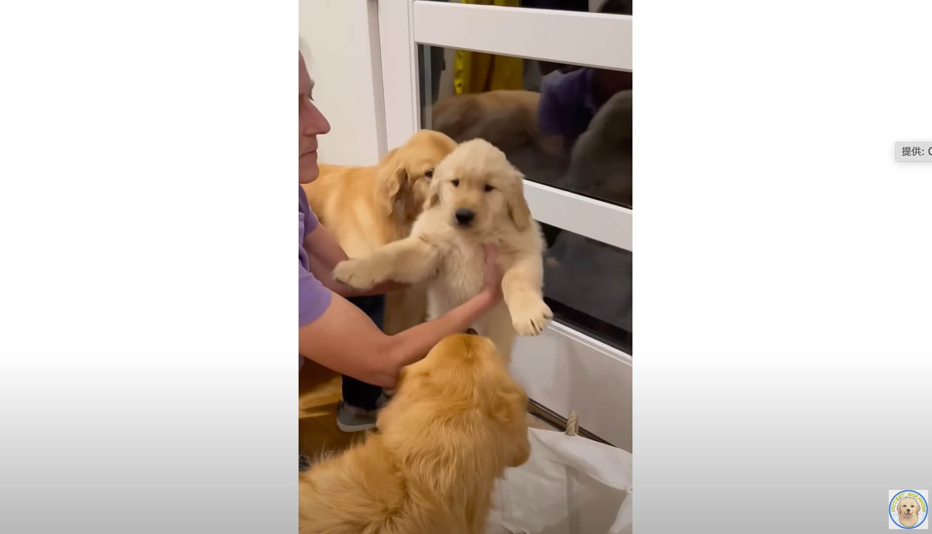 ゴールデンレトリーバー,動画