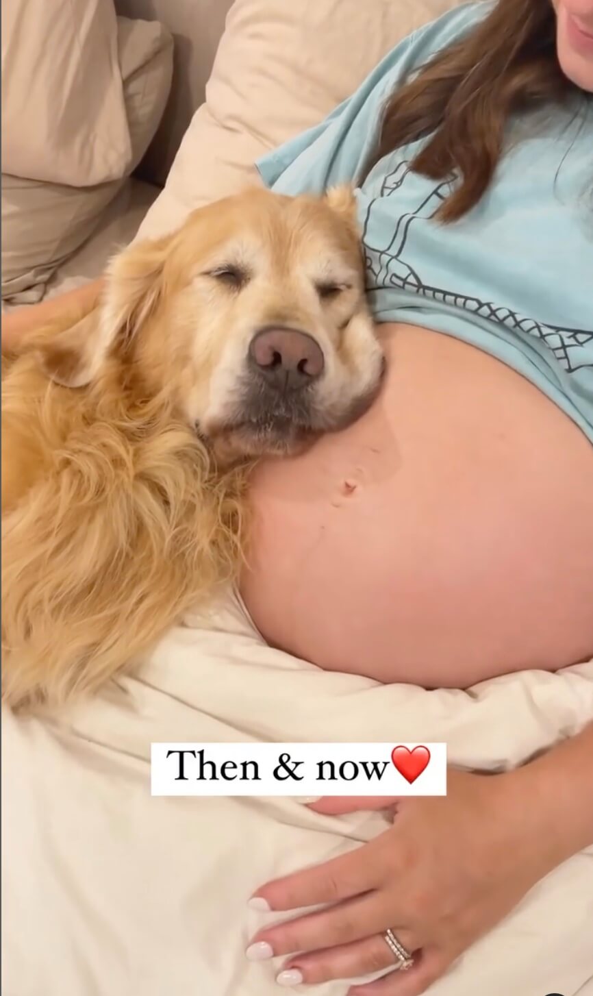 ゴールデンレトリーバー,動画