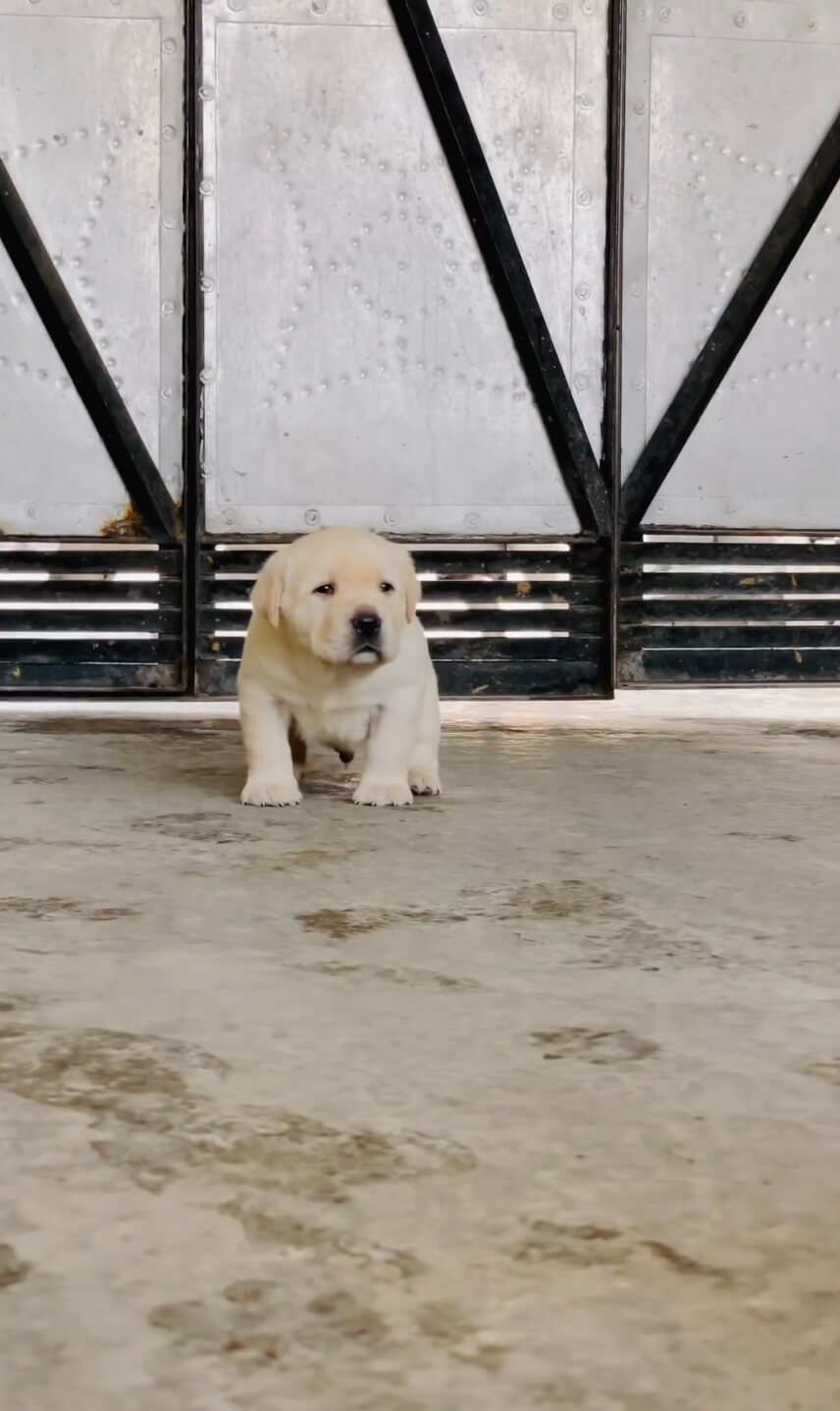 ラブラドールレトリーバー,動画